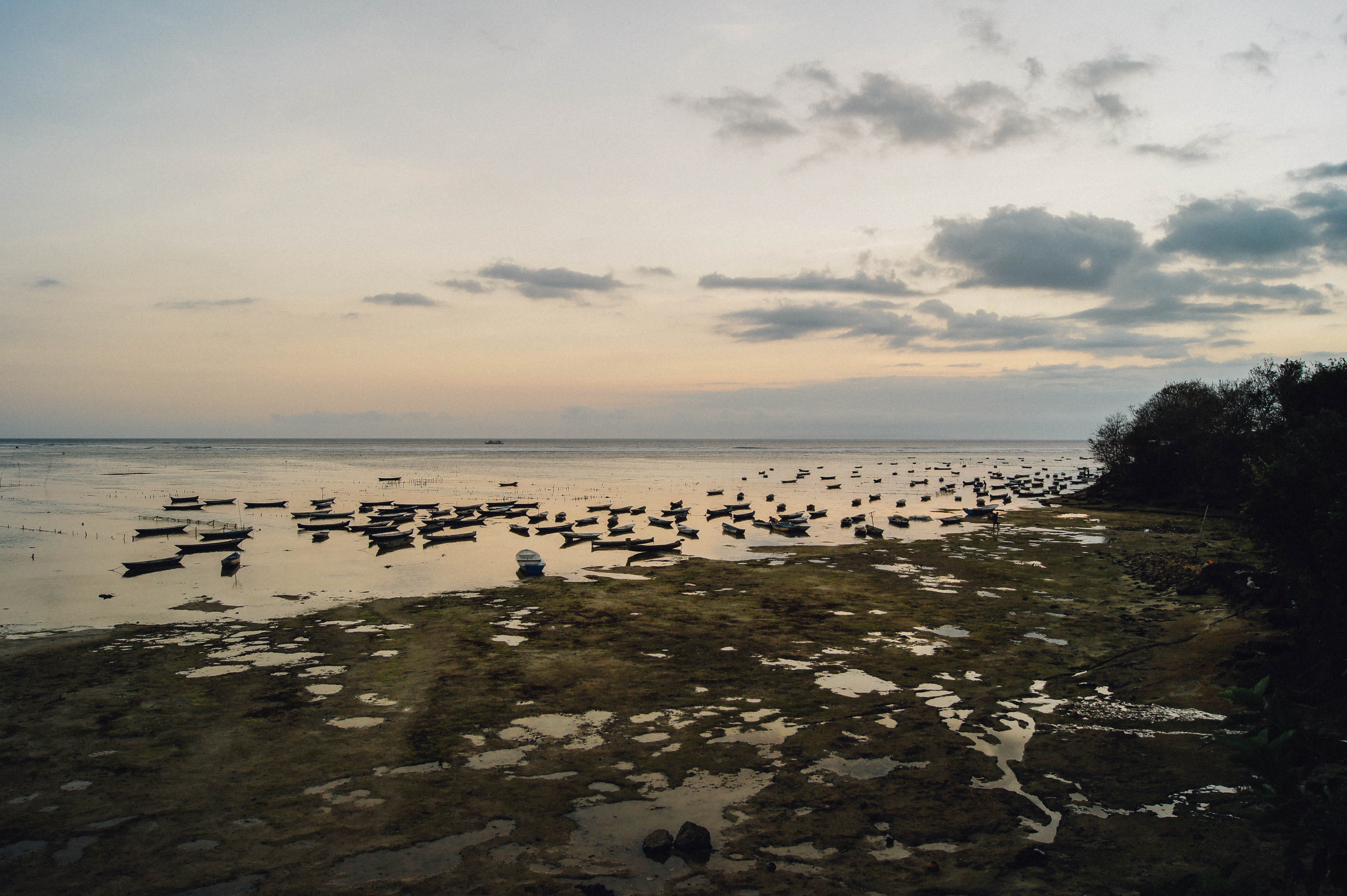 sunset, bird, scenics - nature, indonesia, animal themes, nusalembongan, bali, tree, ebb, water, beauty in nature, large group of animals, no people, horizon, HD Wallpaper