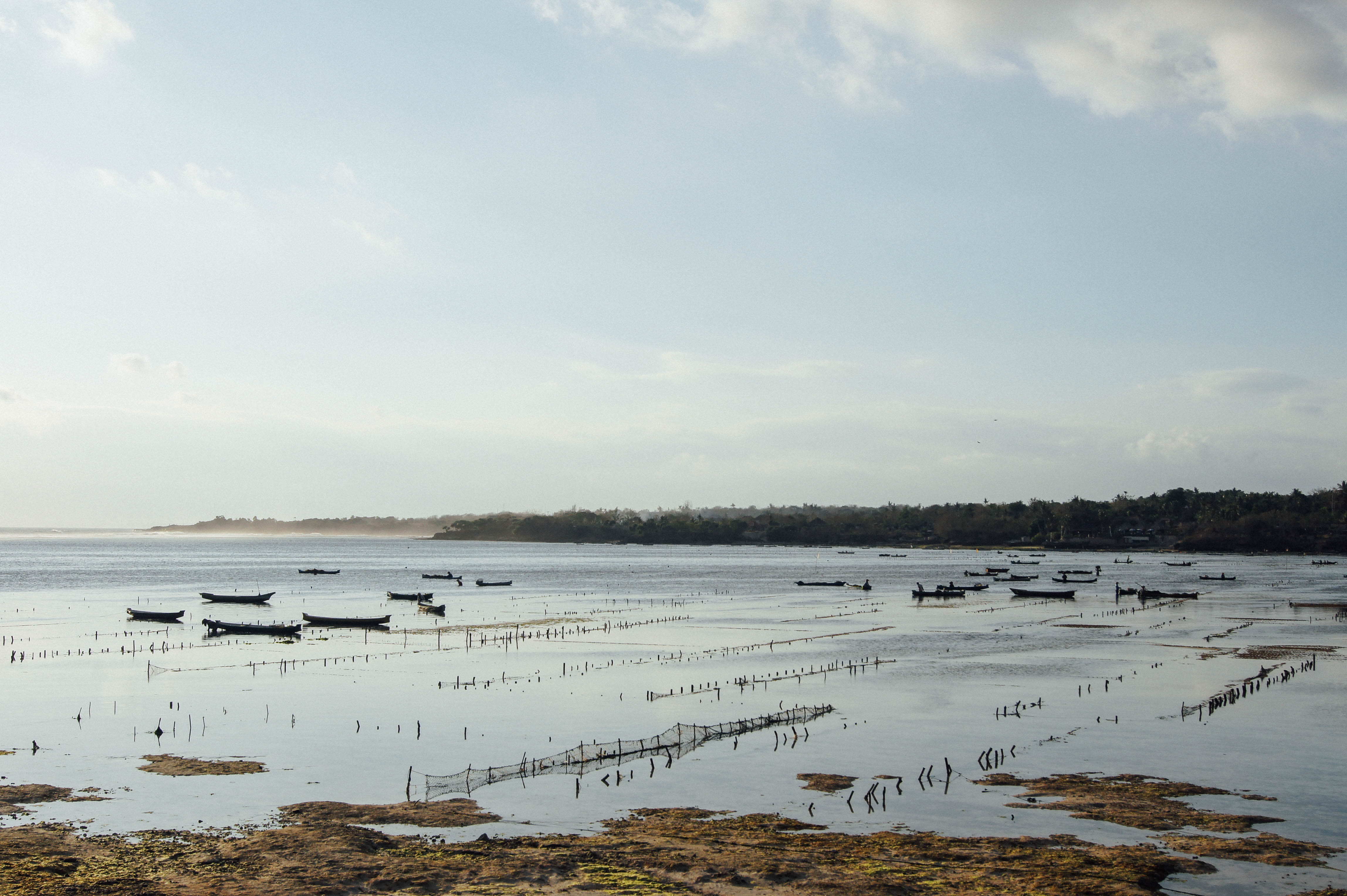 idyllic, scenics - nature, tranquility, beach, land, sea, water, nusapenida, calm, no people, bali, day, seaweed, outdoors, environment, ebb, nusa ceningan, HD Wallpaper