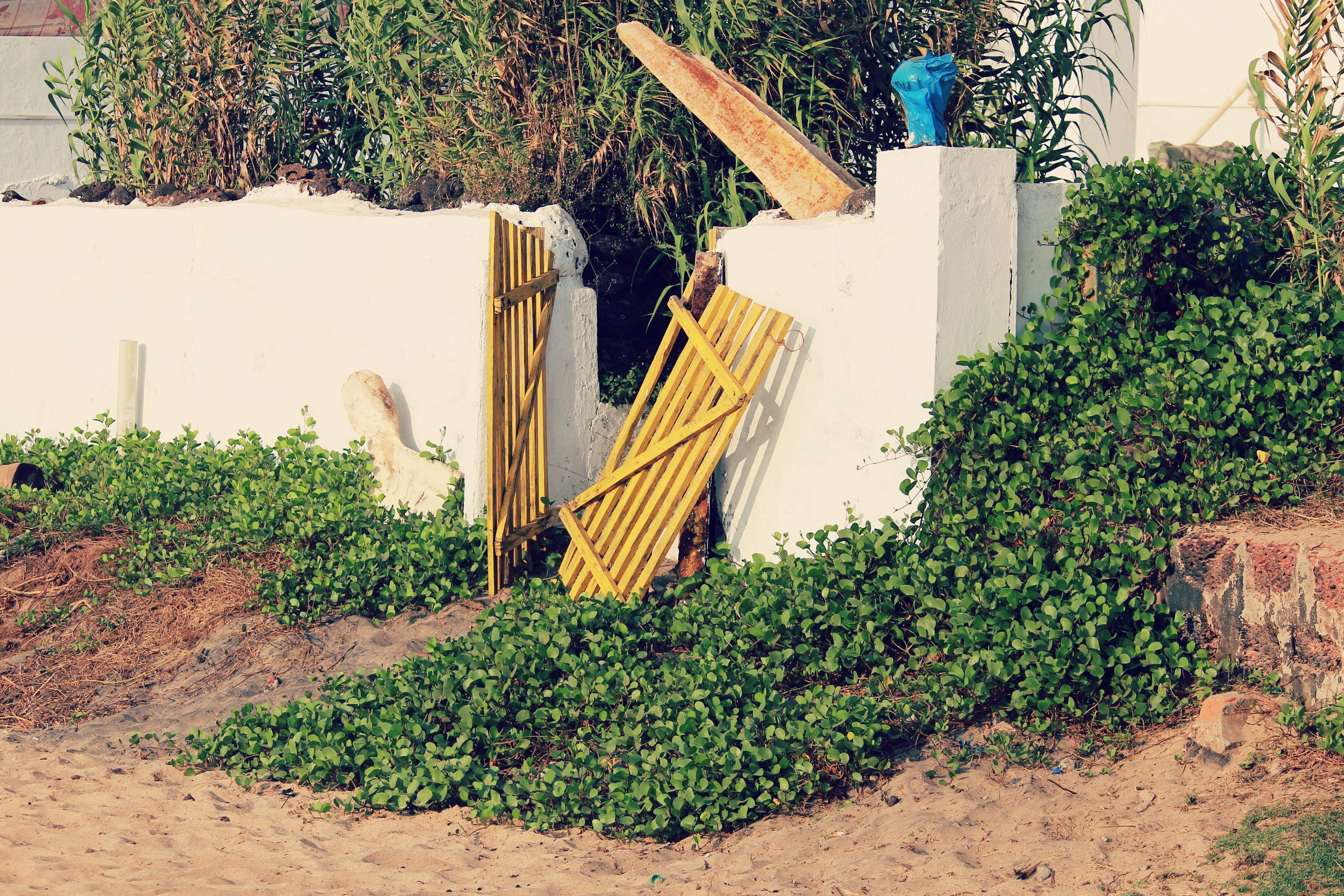 plant, outdoors, day, broken, beach, 2K, nature, awesome, gate, leaf, growth, green color, calangute, building exterior, building, india, house, door, HD Wallpaper
