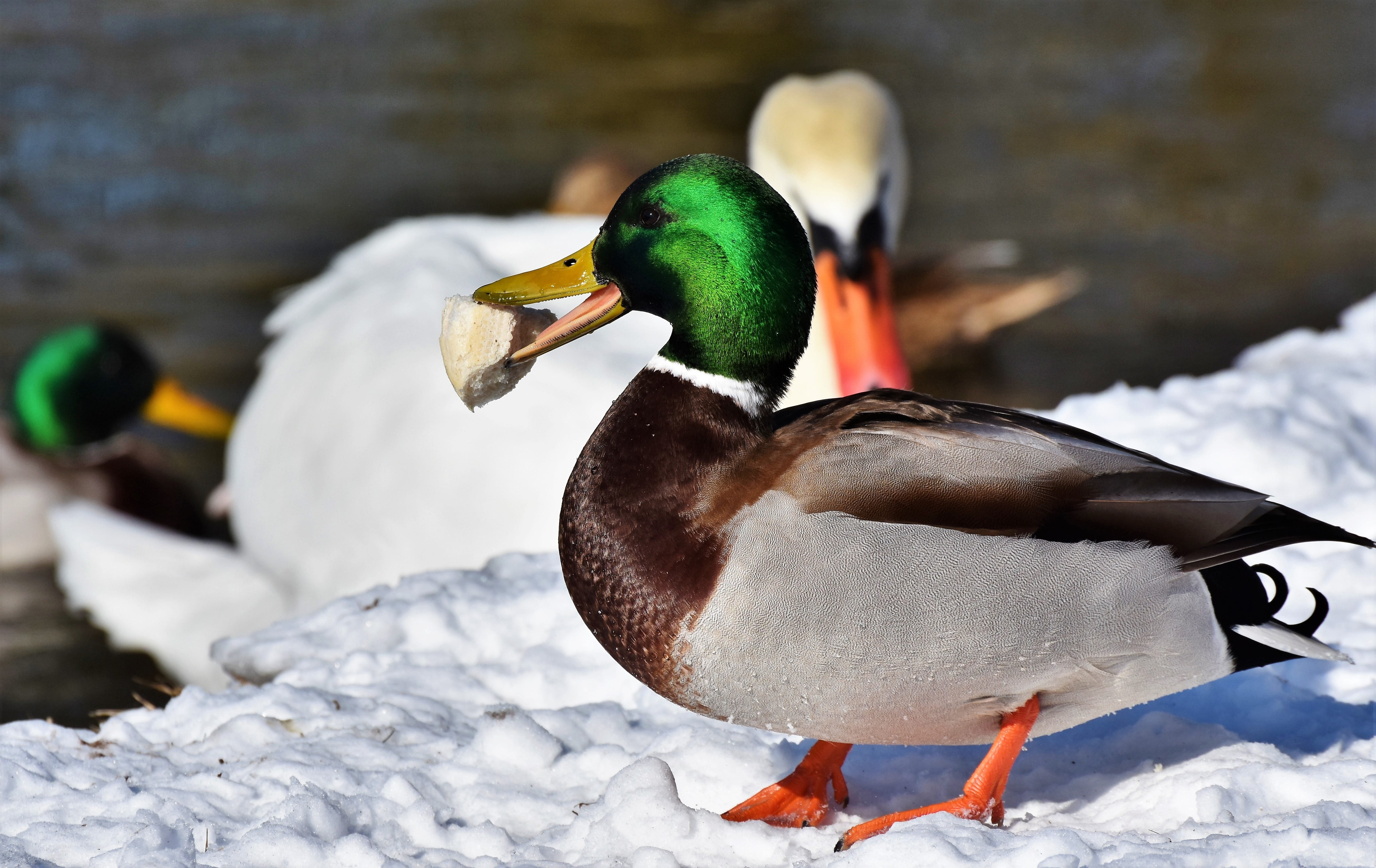 animal wildlife, bird, wing, group of animals, no people, nature, poultry, mallard duck, animal, focus on foreground, duck, lake, feather, drake, animal themes, HD Wallpaper