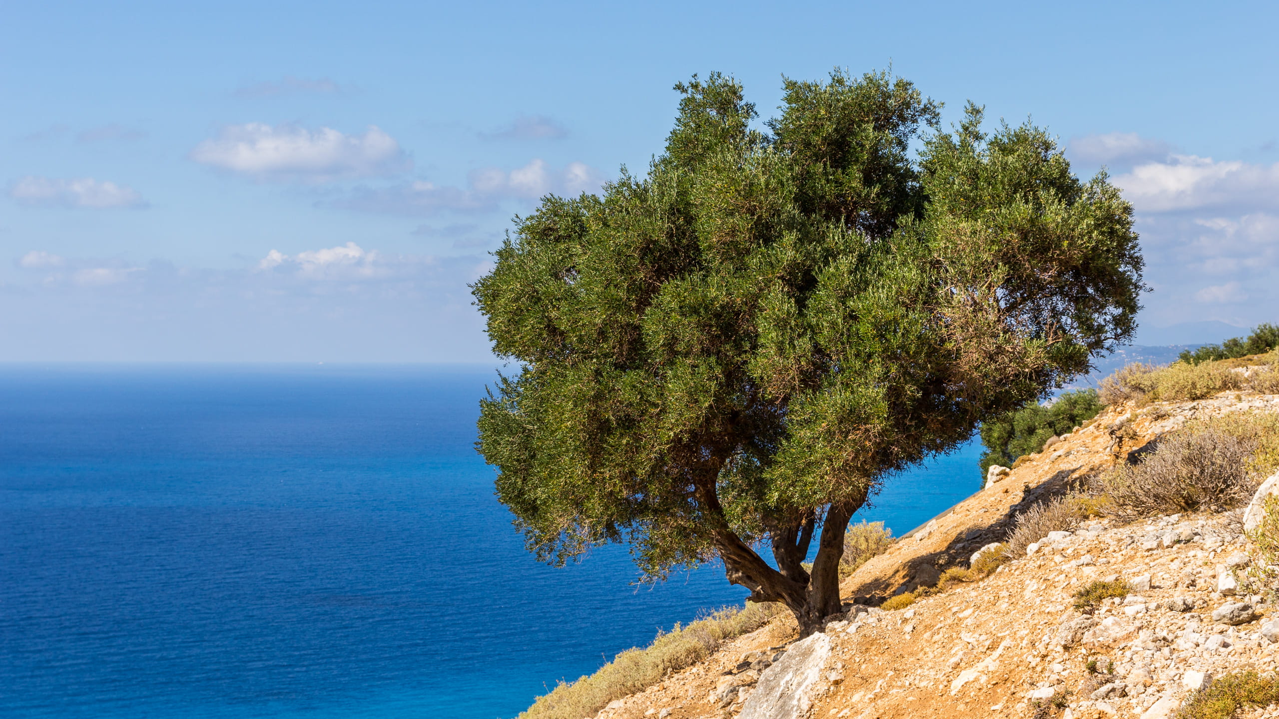 hill, horizon over water, scenics - nature, outdoors, tranquility, sky, water, tree, idyllic, nature, myrtos beach, horizon, greece, cloud - sky, plant, HD Wallpaper