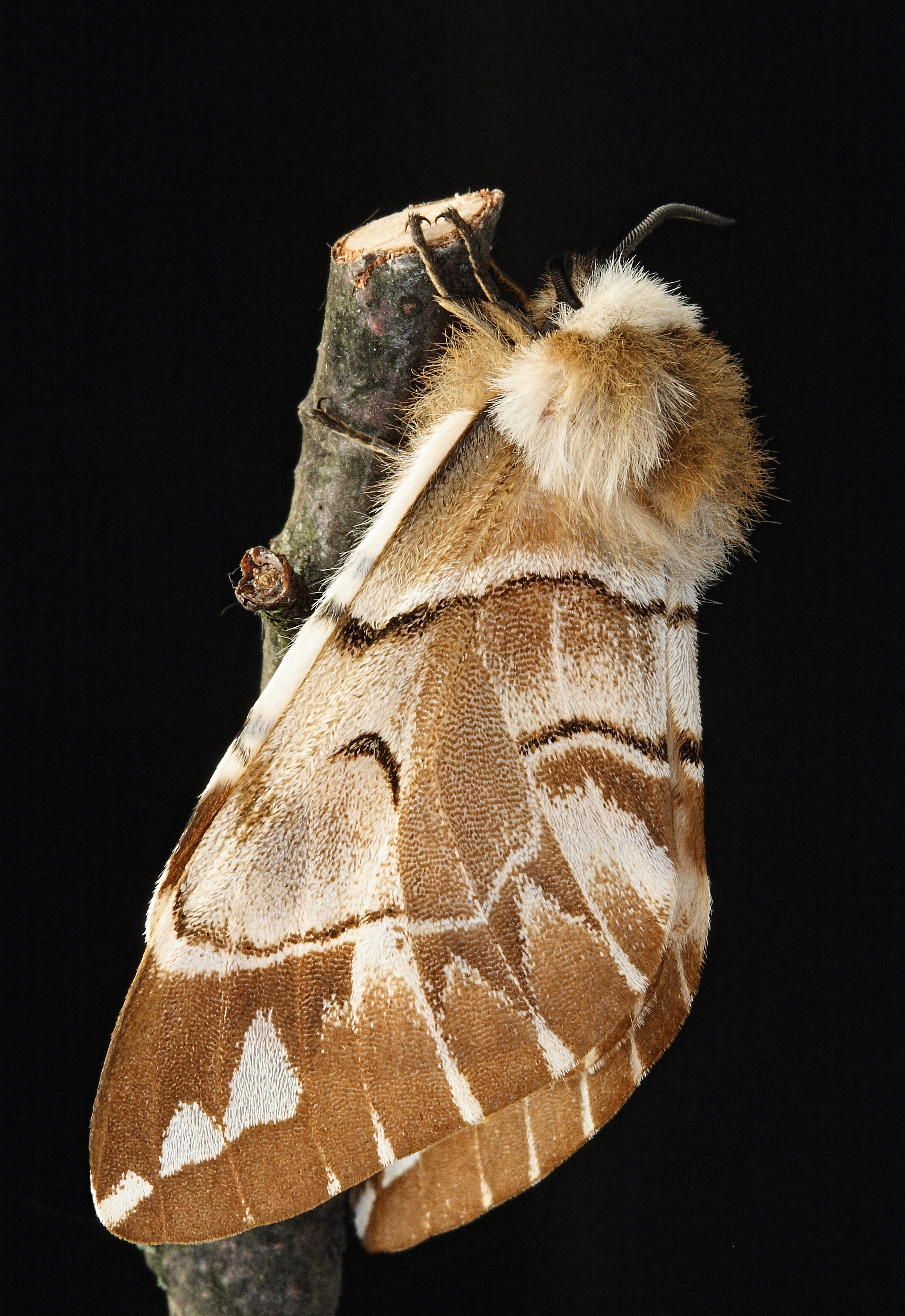 garden, antennae, invertebrate, indoors, night, cut out, kentish glory, animal wildlife, 5K, no people, vertebrate, wings, studio shot, black background, Phone HD Wallpaper