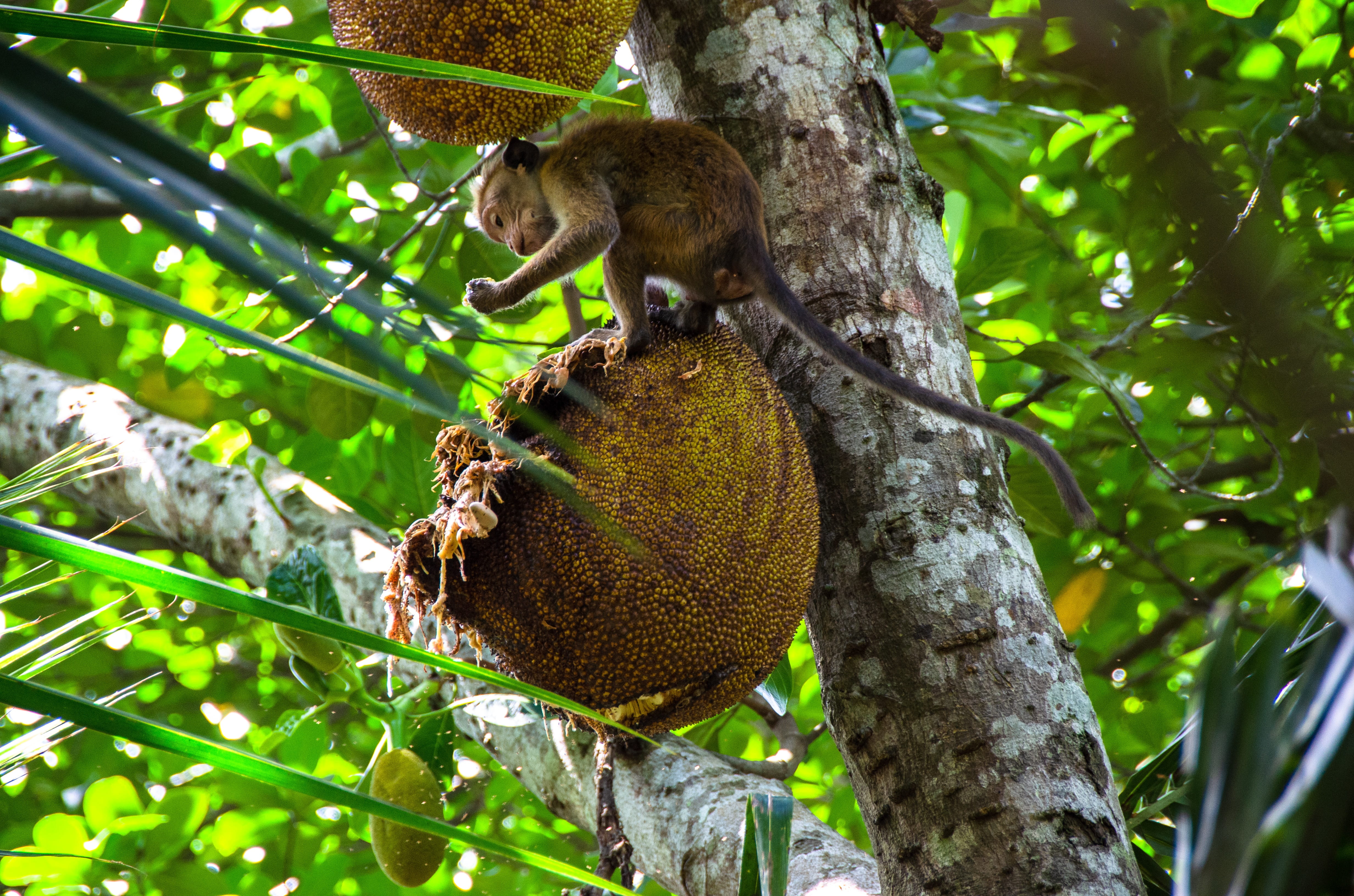 vertebrate, animal, animals in the wild, squirrel, asian, jackfruit, branch, toque macaque, food, hungry, day, trunk, low angle view, tree, 4K, fruit, HD Wallpaper