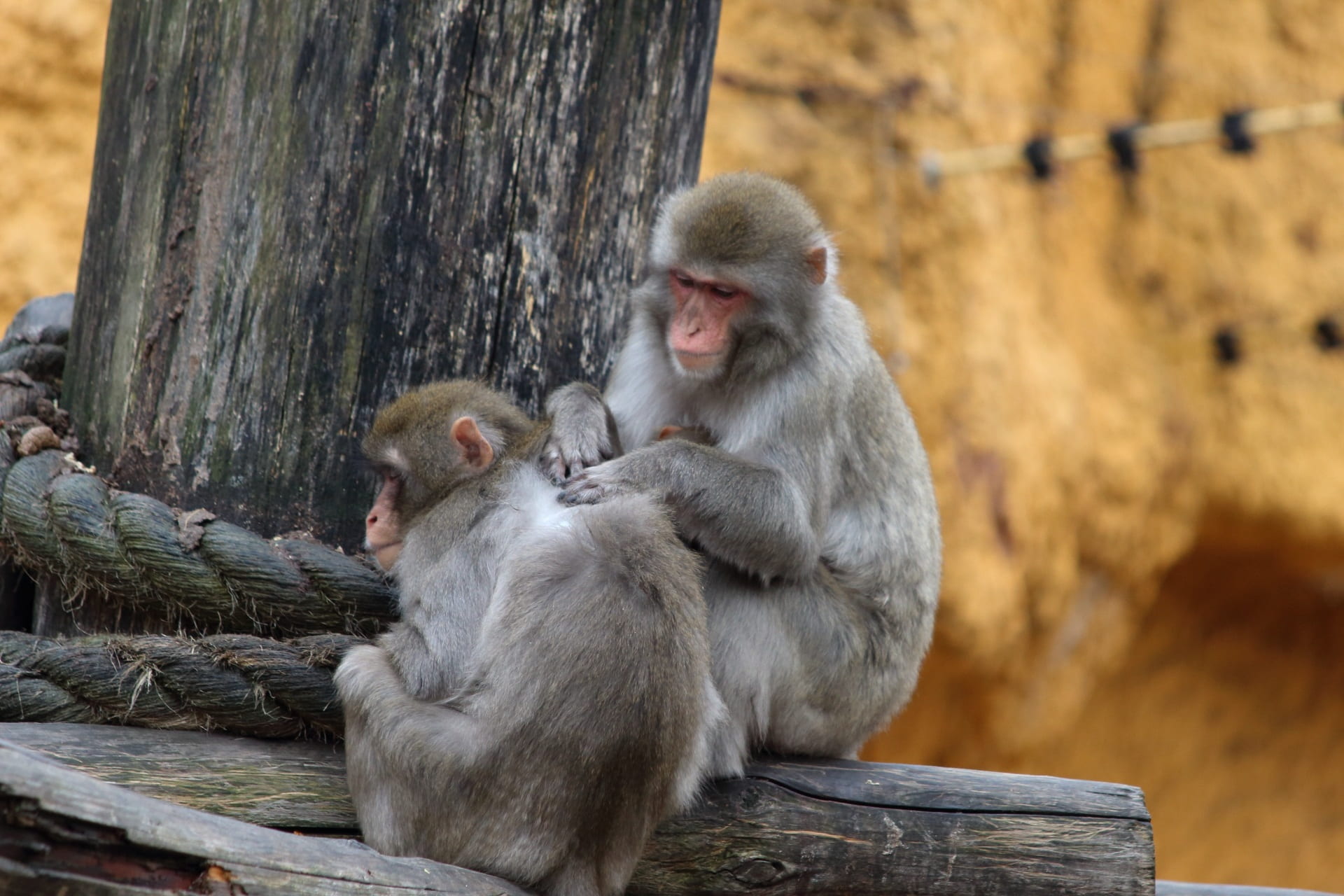 mammal, moscow zoo, menagerie, day, 1080P, monkey, outdoors, family, hairy, nature, wood - material, animals, fur, two animals, animal wildlife, no people, HD Wallpaper