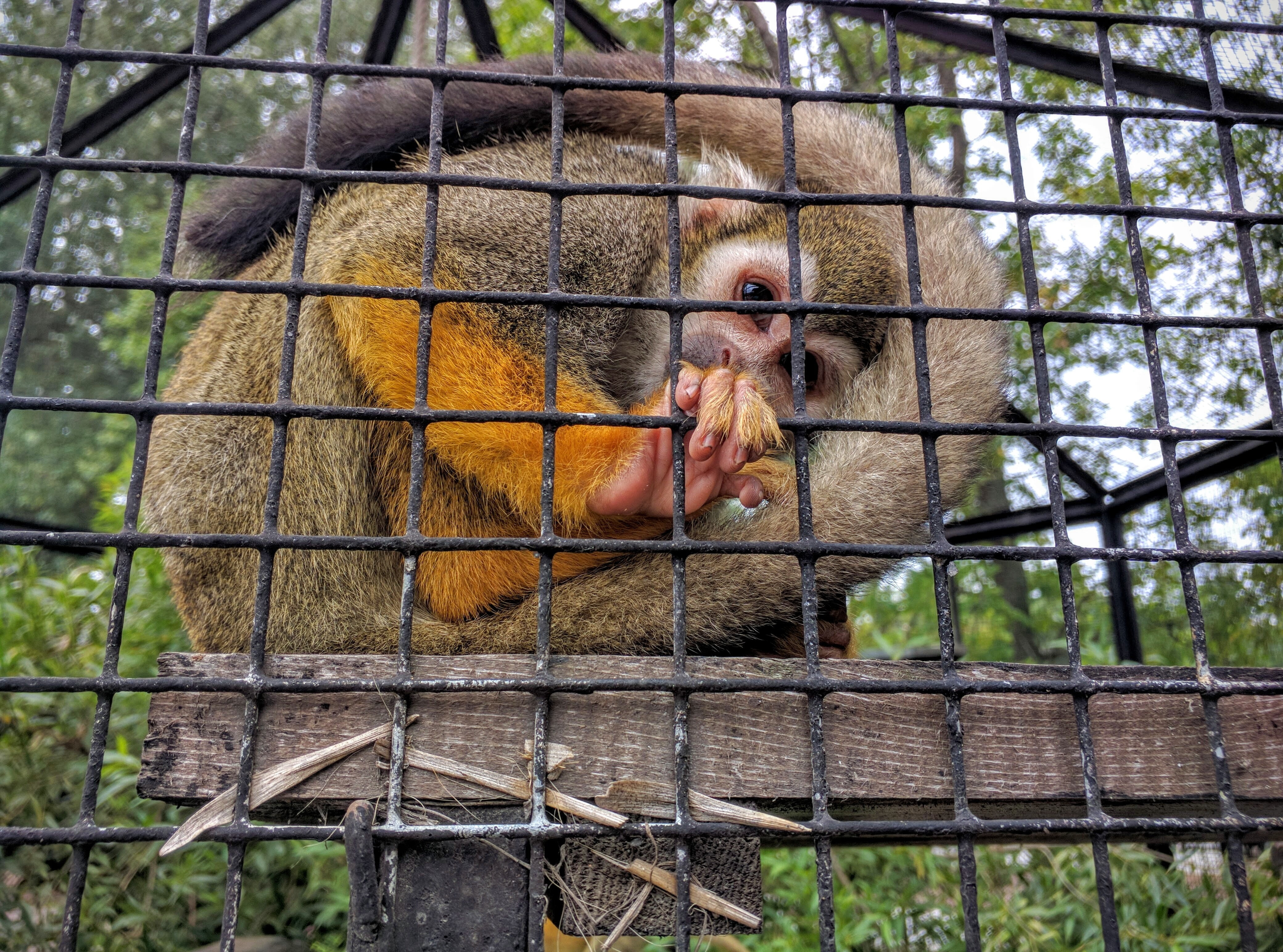 animals In The Wild, vertebrate, cage, barrier, animal themes, mammal, zoo, close-up, one animal, tree, monkey, nature, focus on foreground, toque, mouth open, HD Wallpaper