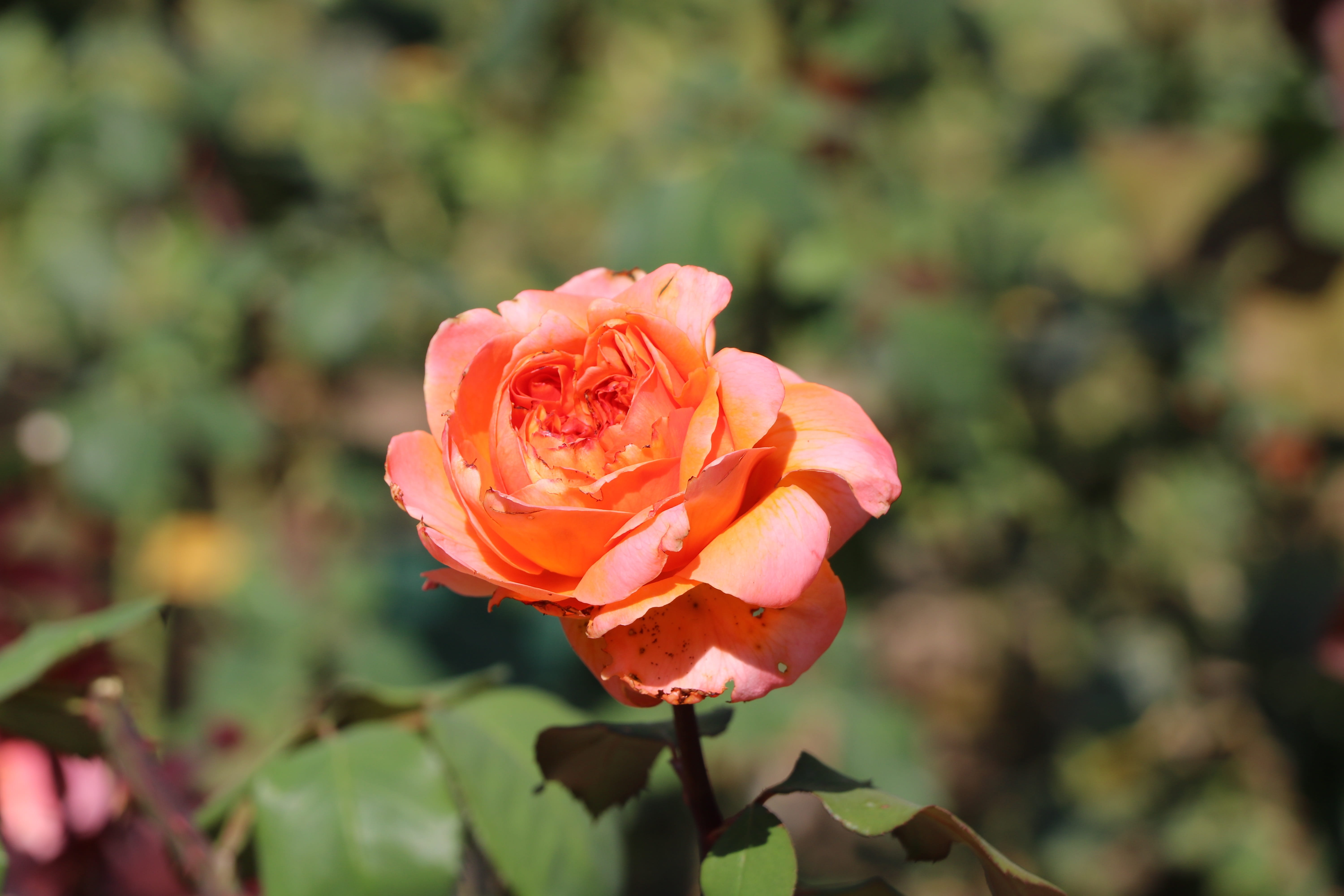 fragility, flower, park, vulnerability, petal, focus on foreground, pink color, leaf, rose, no people, rose - flower, plant, garden, flower head, 5K, botany, HD Wallpaper