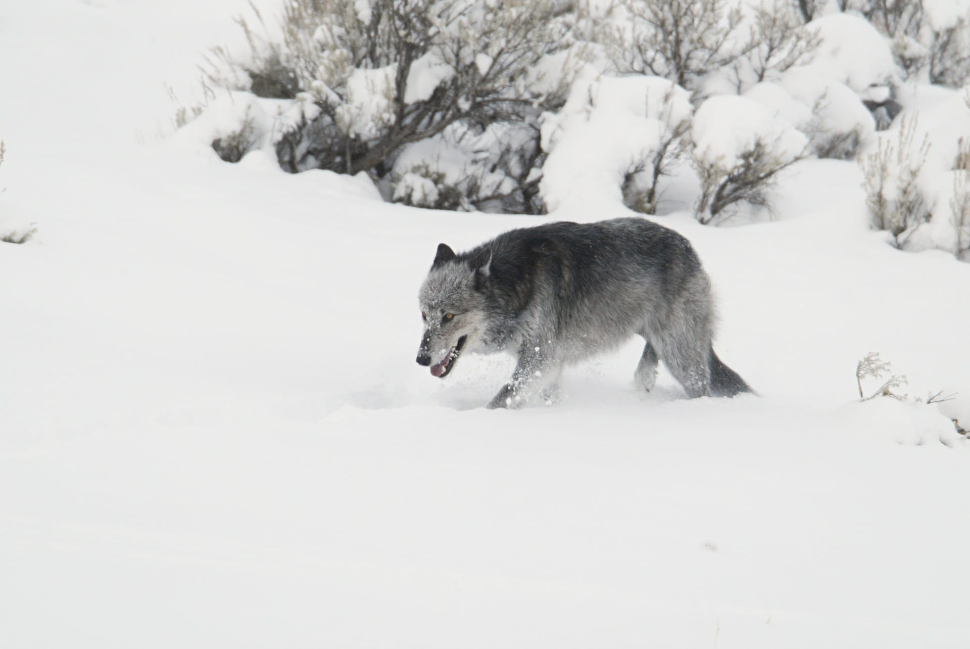 nature, walking, one animal, animal themes, snowing, pets, no people, national park, black, mammal, white color, cold temperature, animal, 1080P, wildlife, HD Wallpaper