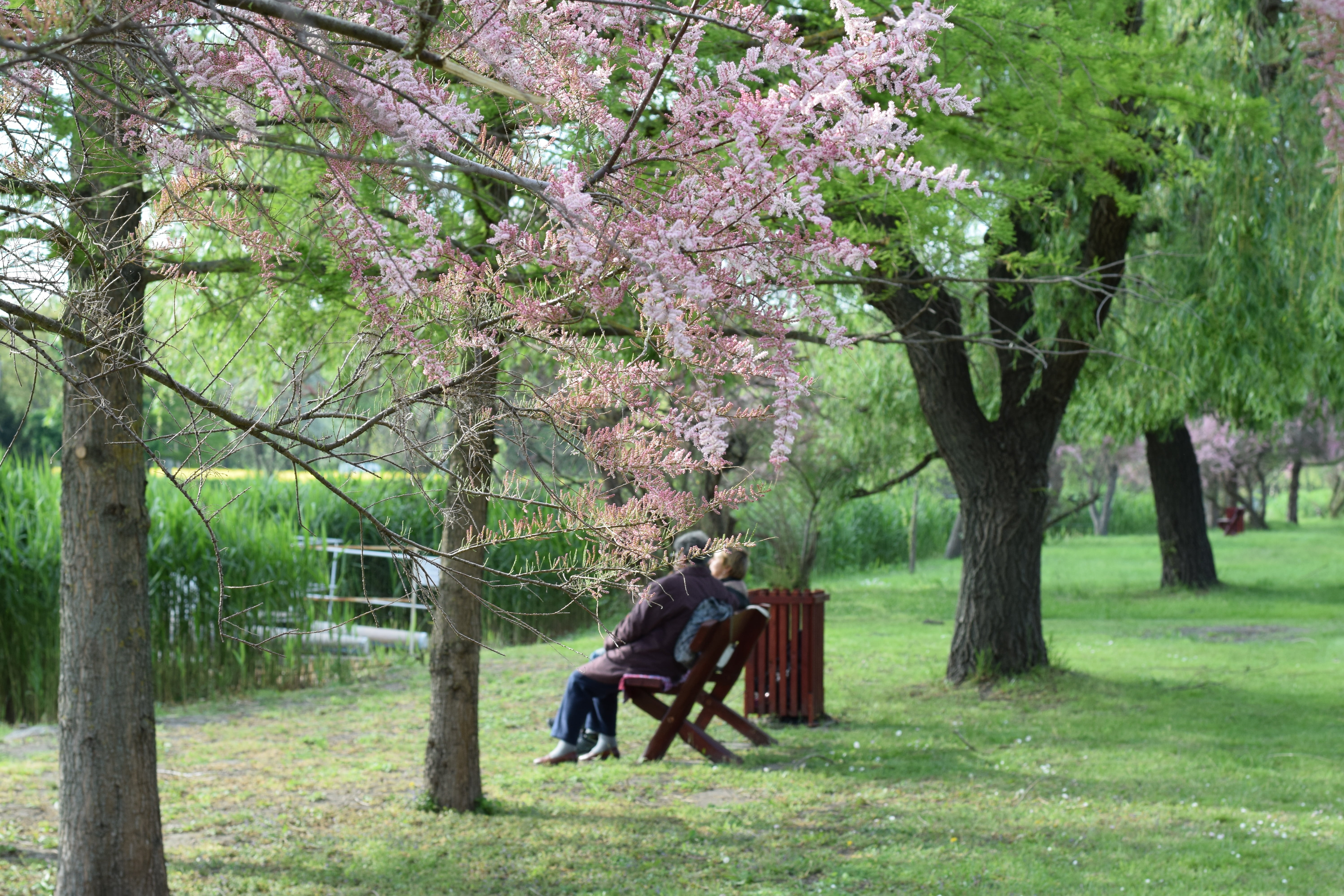 trees, old couple, old, casual clothing, plant, coupe, 5K, men, springtime, day, leisure activity, grass, one person, lakeside, elderly, excursion, park - man made space, HD Wallpaper