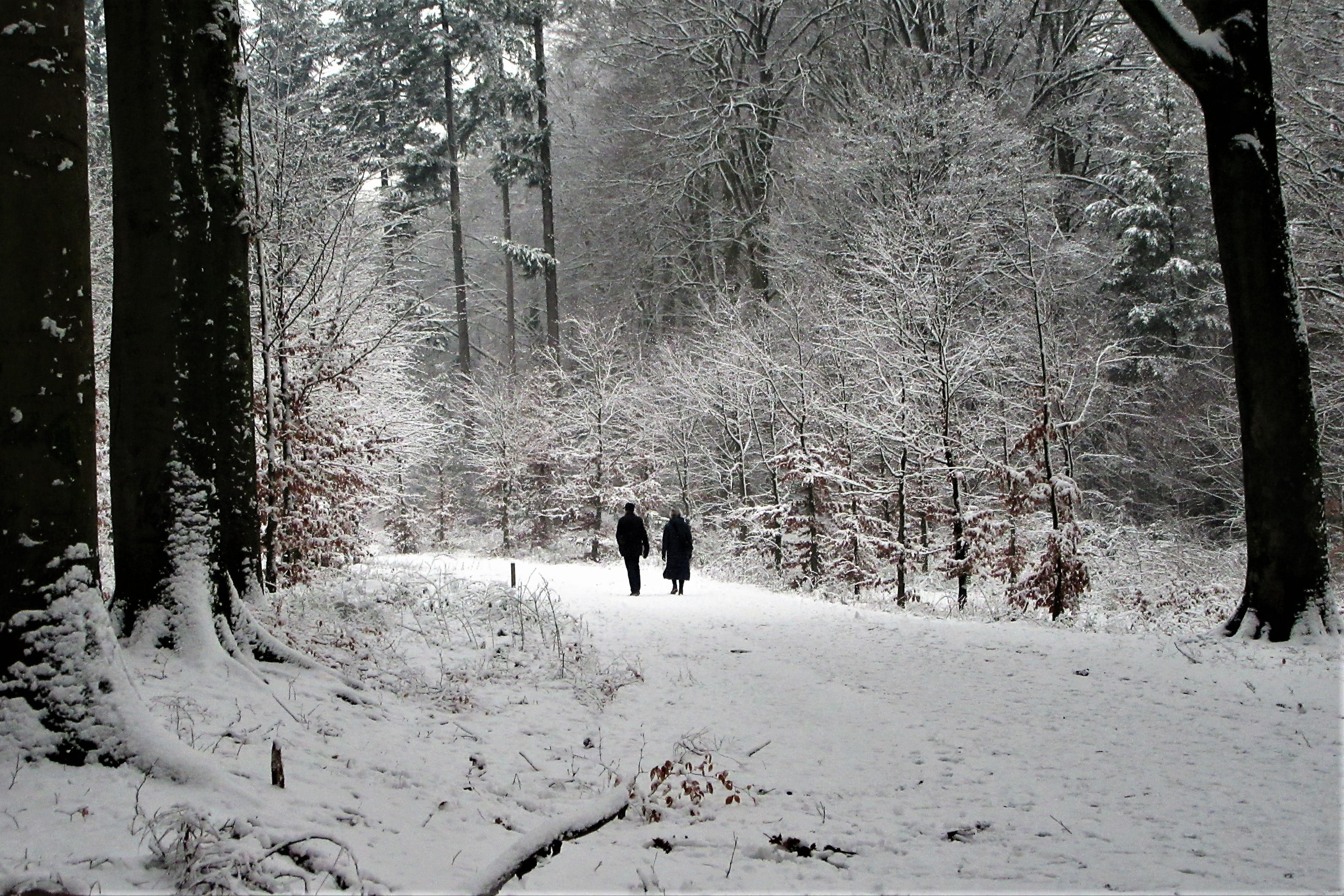 leisure activity, people, day, luck, walking, cold temperature, rear view, nature, lifestyles, tree, elderly, 2K, snow, forest, harmony, connectedness, HD Wallpaper