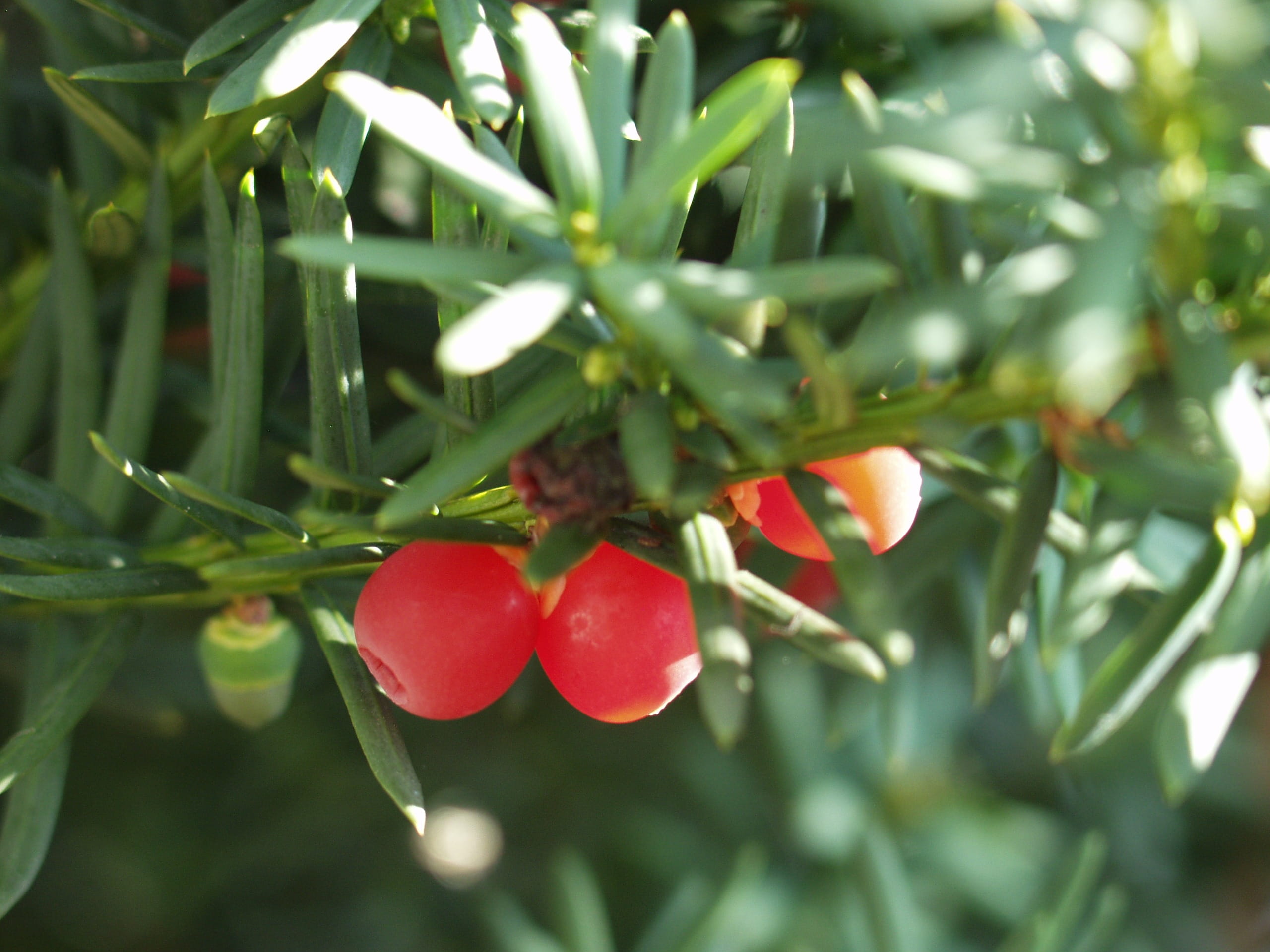 2K, focus on foreground, selective focus, healthy eating, plant, ripe, yew fruit, tree, red, plant part, growth, leaf, Berries, food and drink, green color, HD Wallpaper