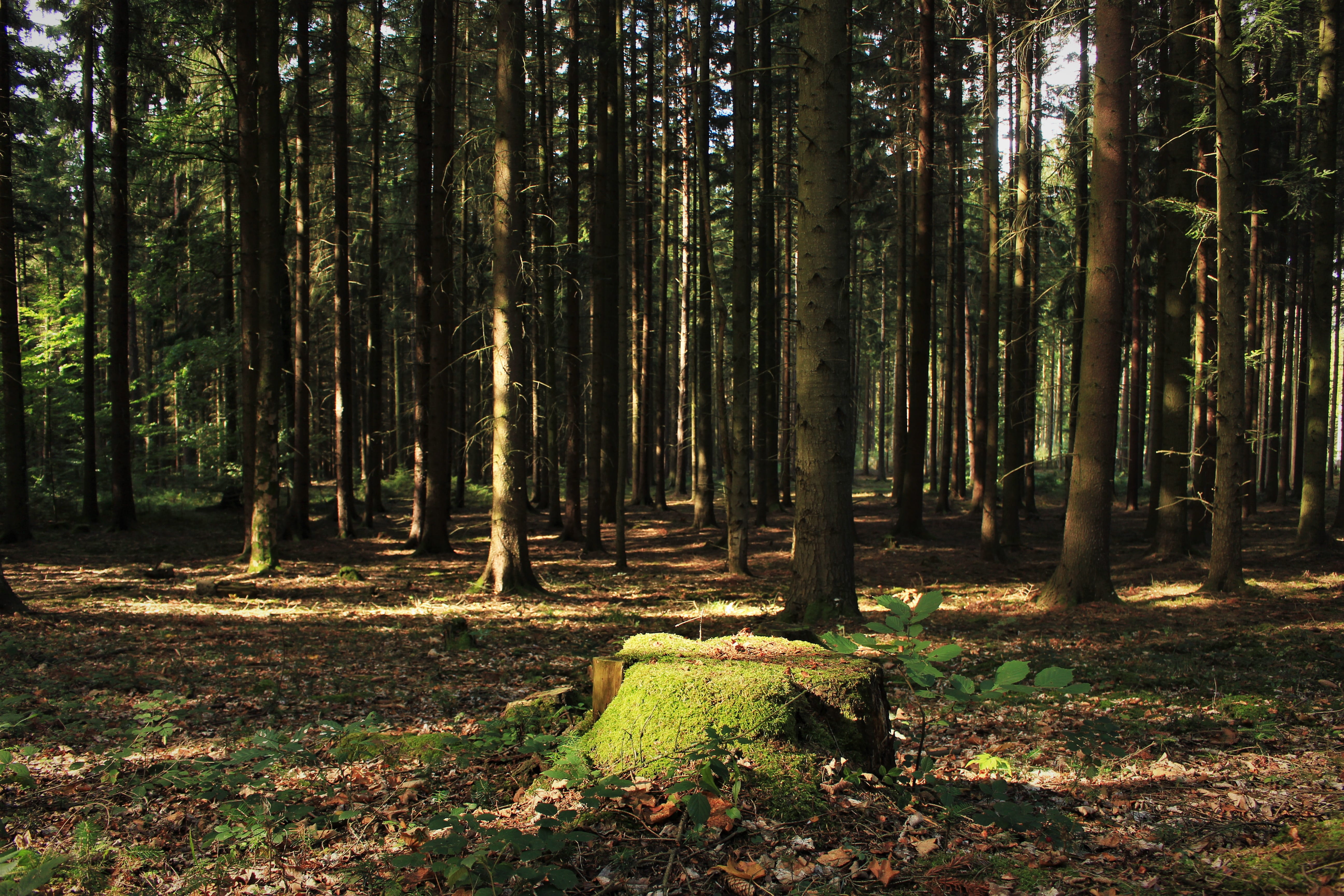 tree, vegetation, conifer, tranquility, non-urban scene, bush, moss, tree stump, scenics - nature, nature, tranquil scene, outdoors, landscape, growth, HD Wallpaper