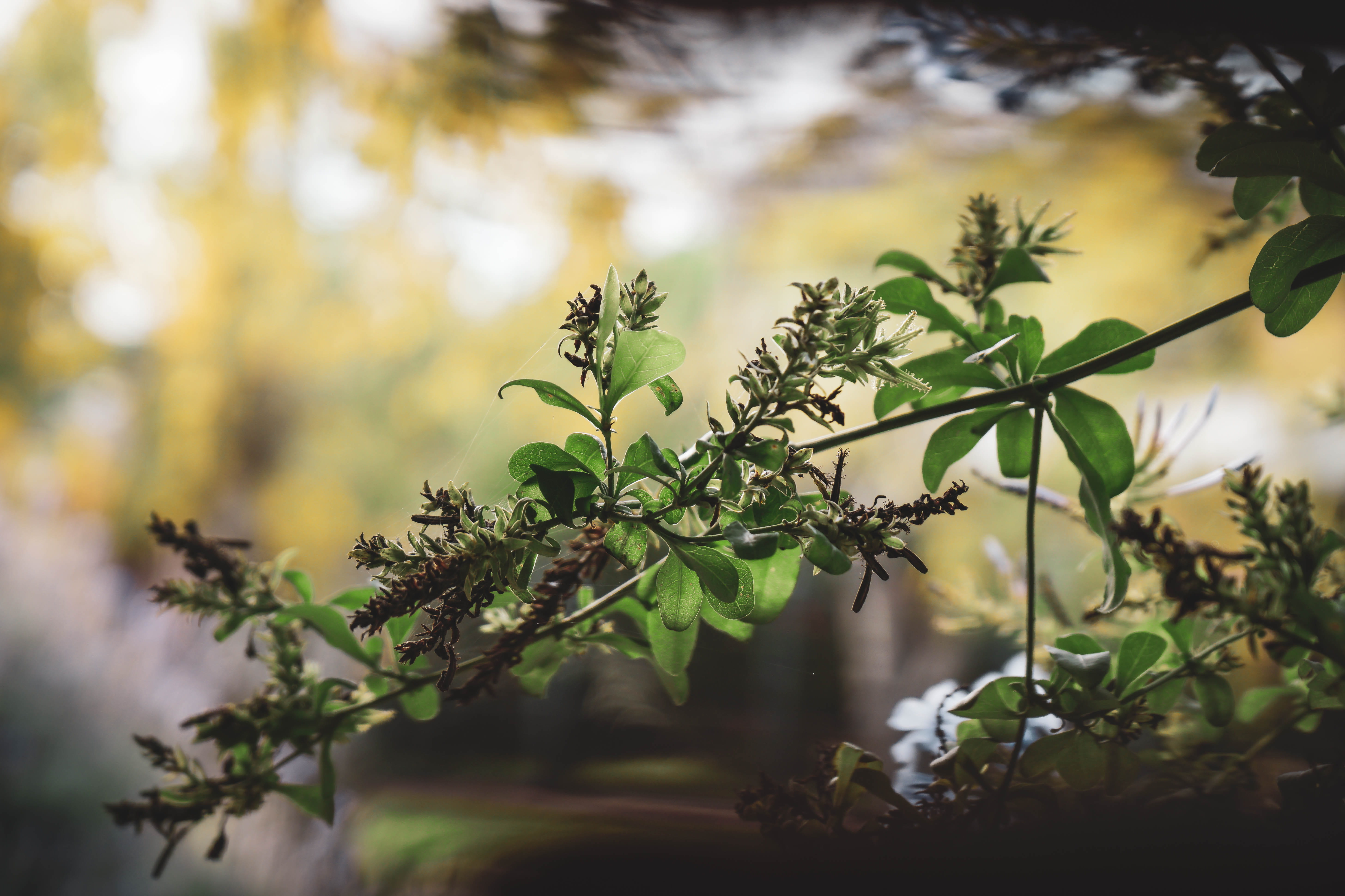 vegetation, piriápolis, green color, fragility, freshness, conifer, branch, no people, day, fall, green, sunlight, tree, bokeh, tranquility, larch, blossom, HD Wallpaper
