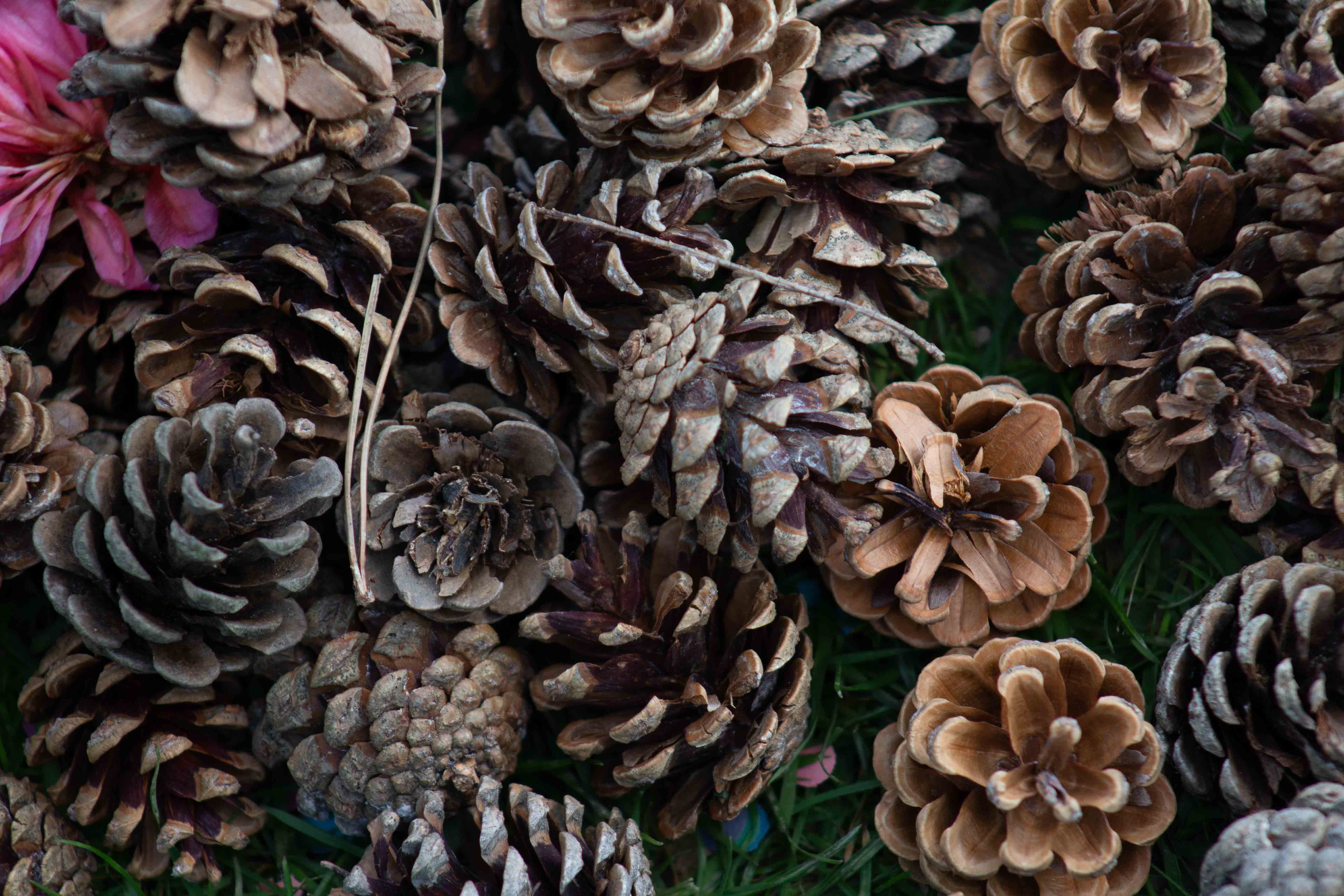 pattern, larch, abundance, abies, fir, flower, astragalus, brown, close-up, annonaceae, sea life, still life, tree, 5K, freshness, fungus, large group of objects, HD Wallpaper