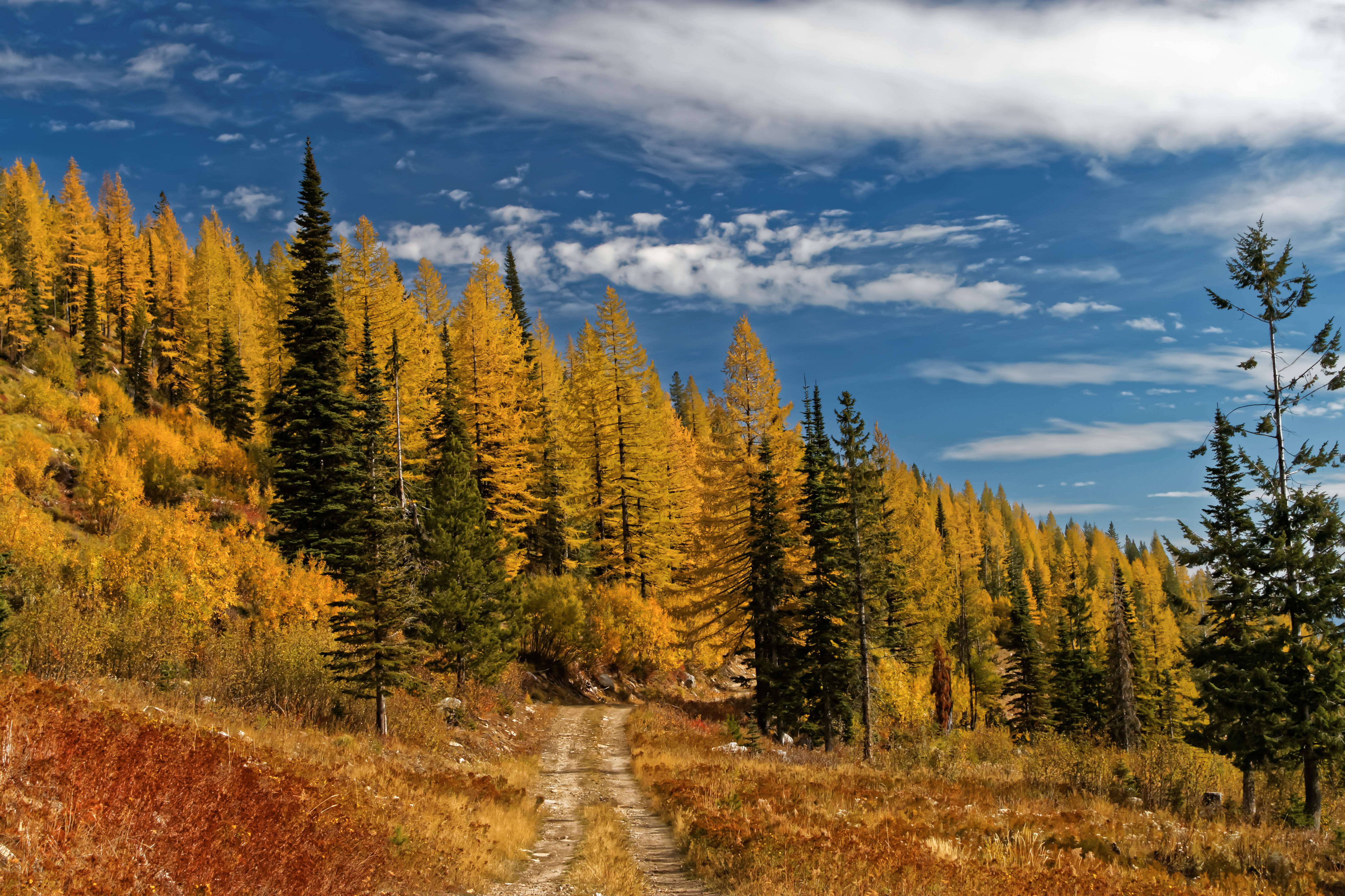 cloud - sky, day, wilderness, oak, larch, sandpoint, beauty in nature, road, grove, idyllic, no people, growth, dirt road, conifer, scenics - nature, land, HD Wallpaper