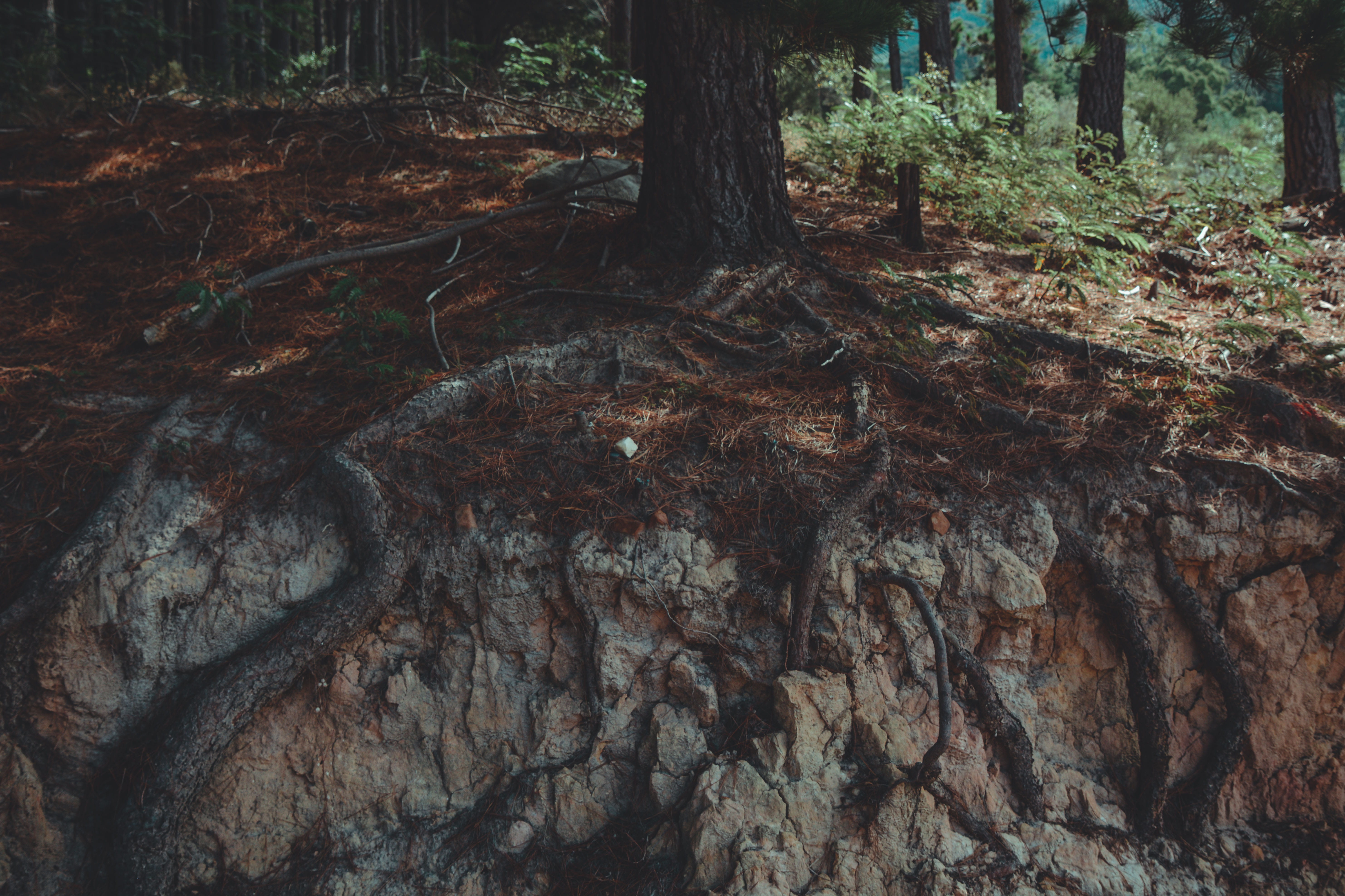growth, plant, grey, tree, nature, pine, 5K, roots, bark, day, non-urban scene, yew, conifer, beauty in nature, redwood, environment, flora, no people, HD Wallpaper