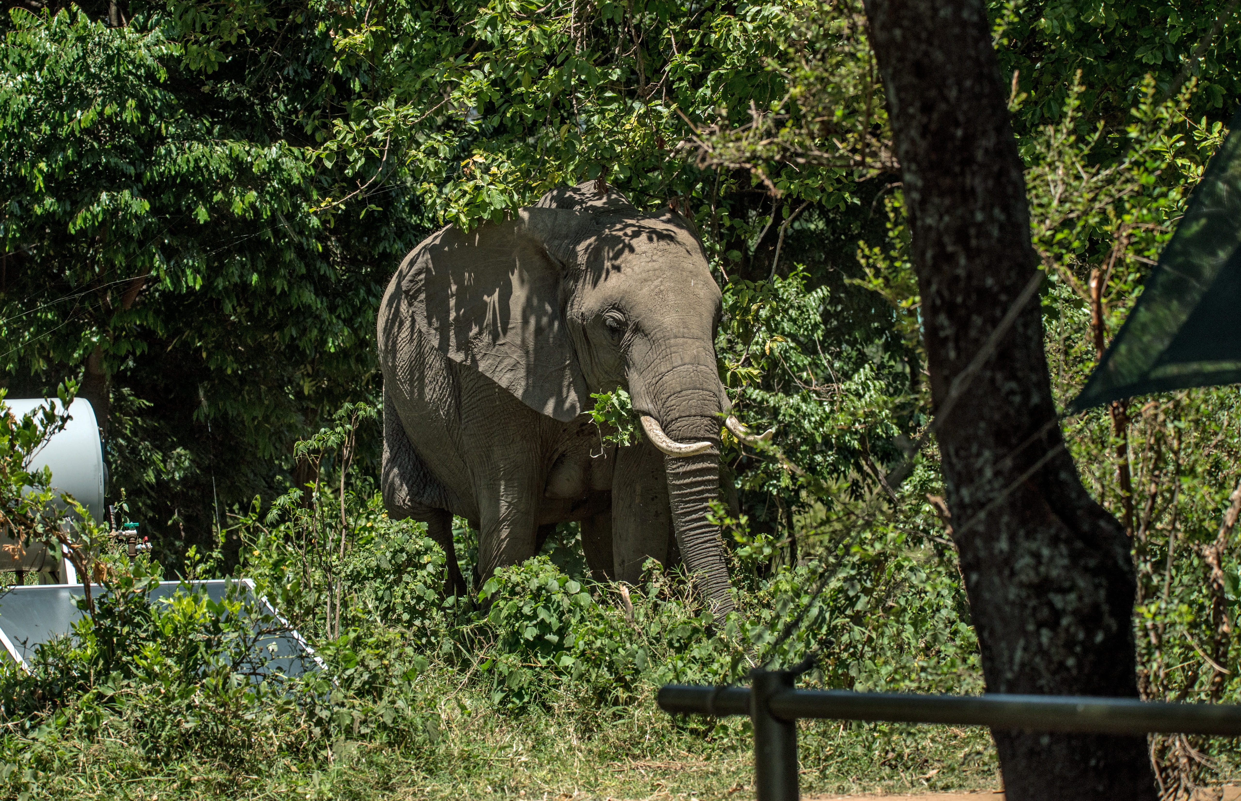 little governors camp, kenya, flora, rainforest, animal, elephant invasion, 5K, sunlight, yew, ivy, trunk, african elephant, forest, conifer, tank, mammal, HD Wallpaper