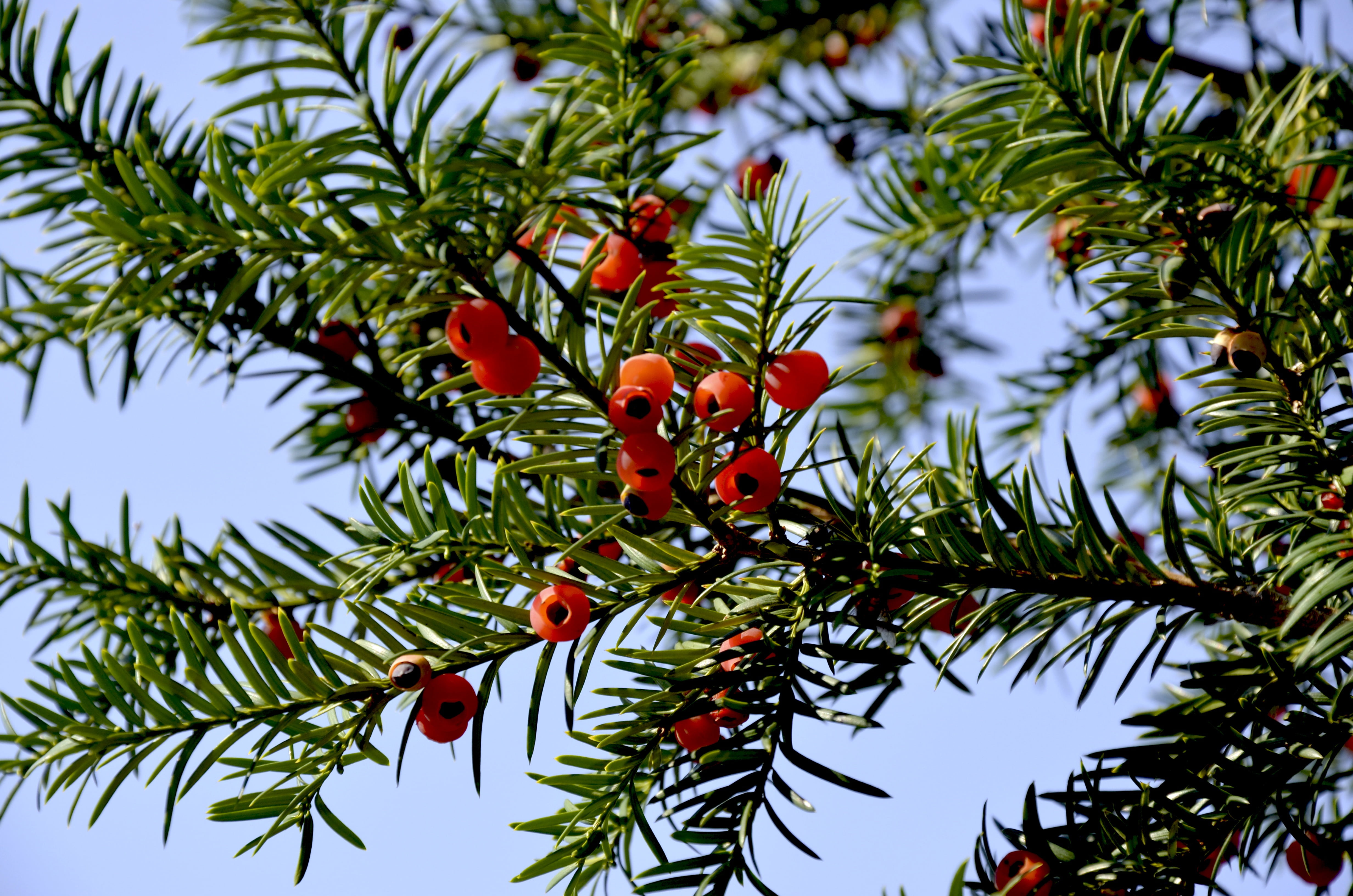 christmas, rowanberry, low angle view, pine tree, berry, nature, yew greenhouse, red fruits, focus on foreground, freshness, no people, fruit, food, branch, HD Wallpaper