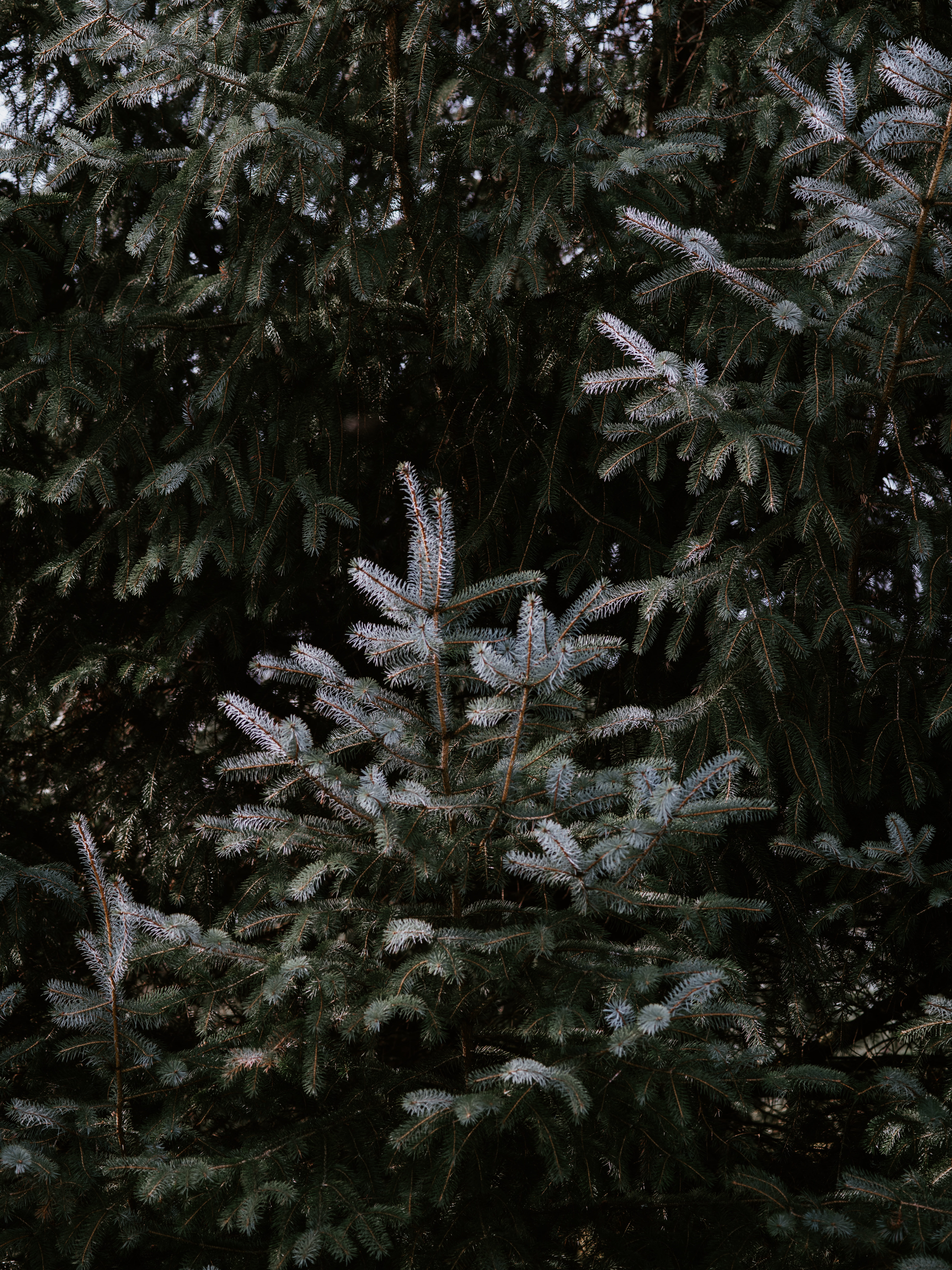 bird, conifer, plant, coniferous tree, frozen, gray, snow, cold temperature, larch, close-up, green color, bookcase, slope, 8K, trees, leaf, outdoors, Phone HD Wallpaper