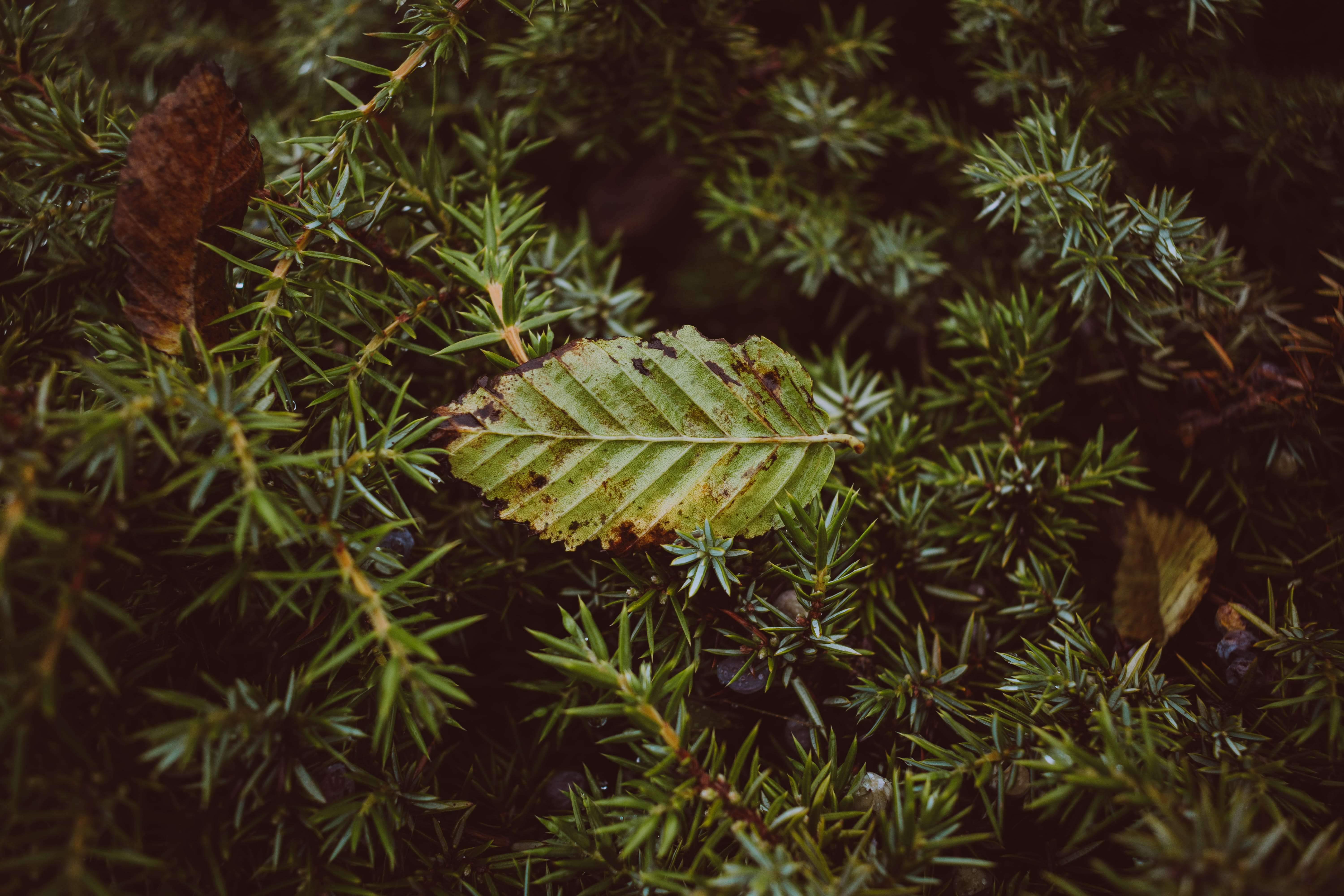 high angle view, land, growth, shahrud, blossom, herb, iran, plant part, needle - plant part, abies, focus on foreground, plant, conifer, yew, arecaceae, HD Wallpaper