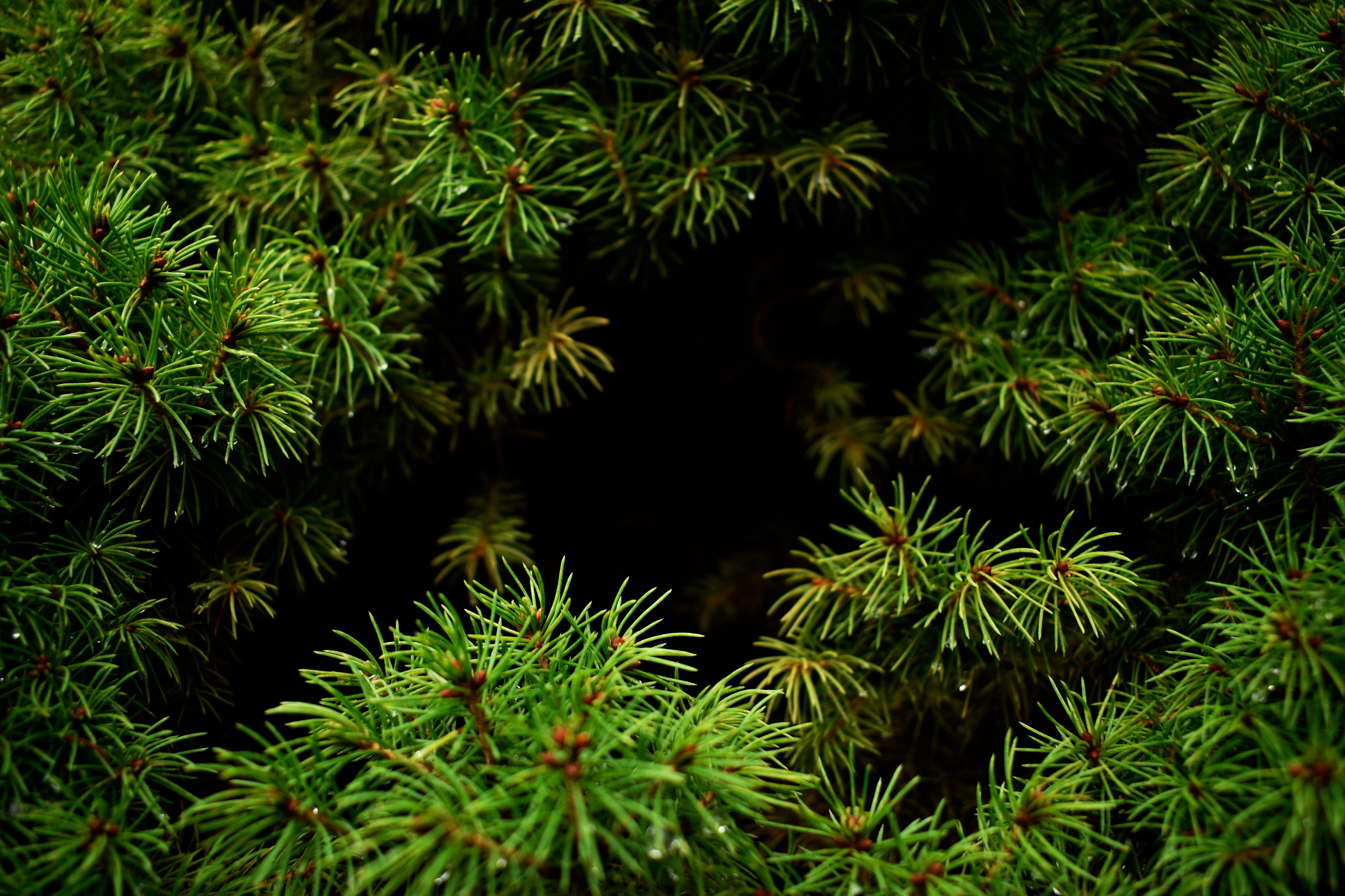 needle - plant part, flora, nature, leaf, coniferous tree, freshness, growth, fir, water, green, trees, plant, focus on foreground, day, pine tree, outdoors, HD Wallpaper