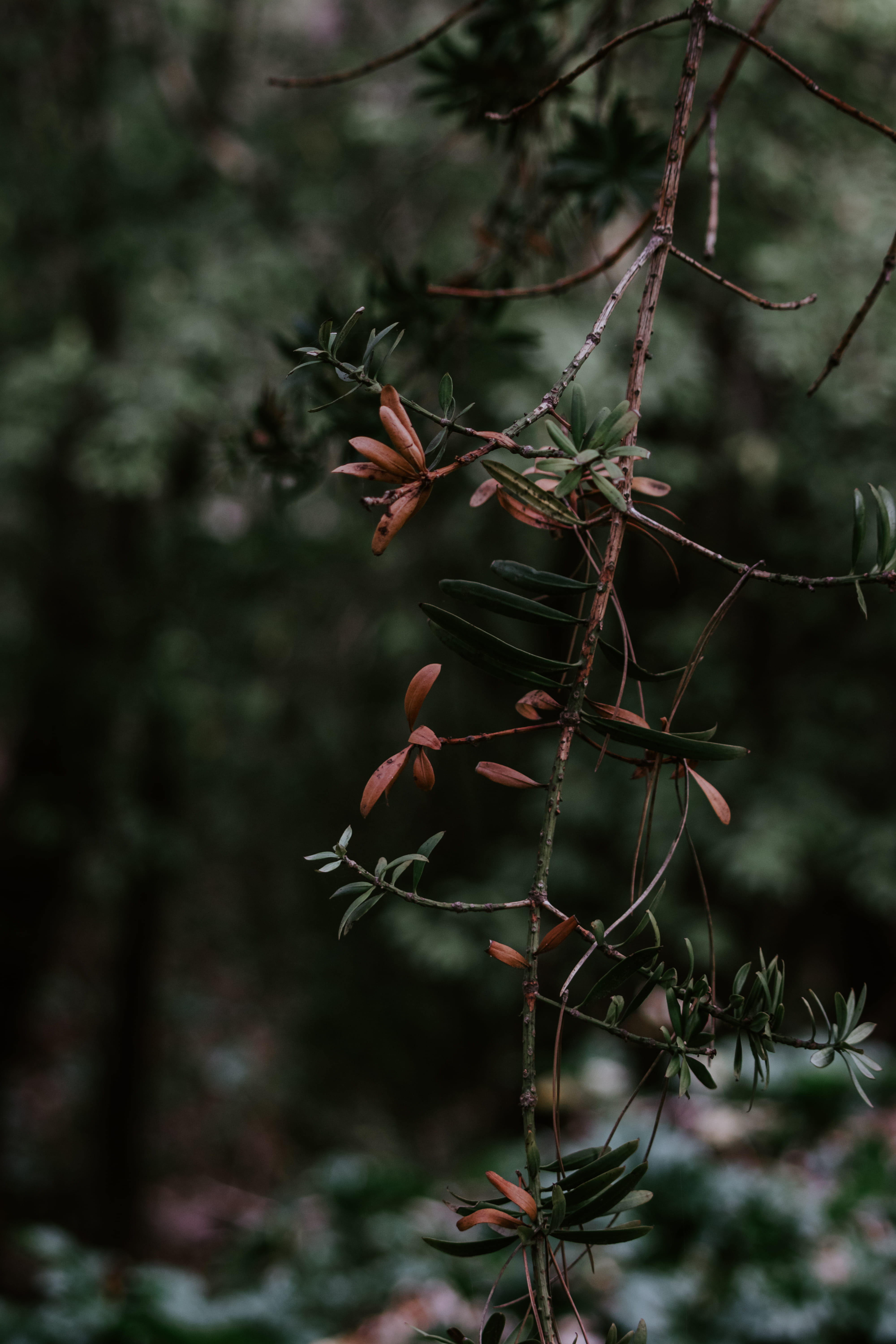 flora, flower, aloe, yew, focus on foreground, green, branch, photography, forest, 5K, blossom, fir, leaf, branches, red, plant, food, selective focus, Phone HD Wallpaper
