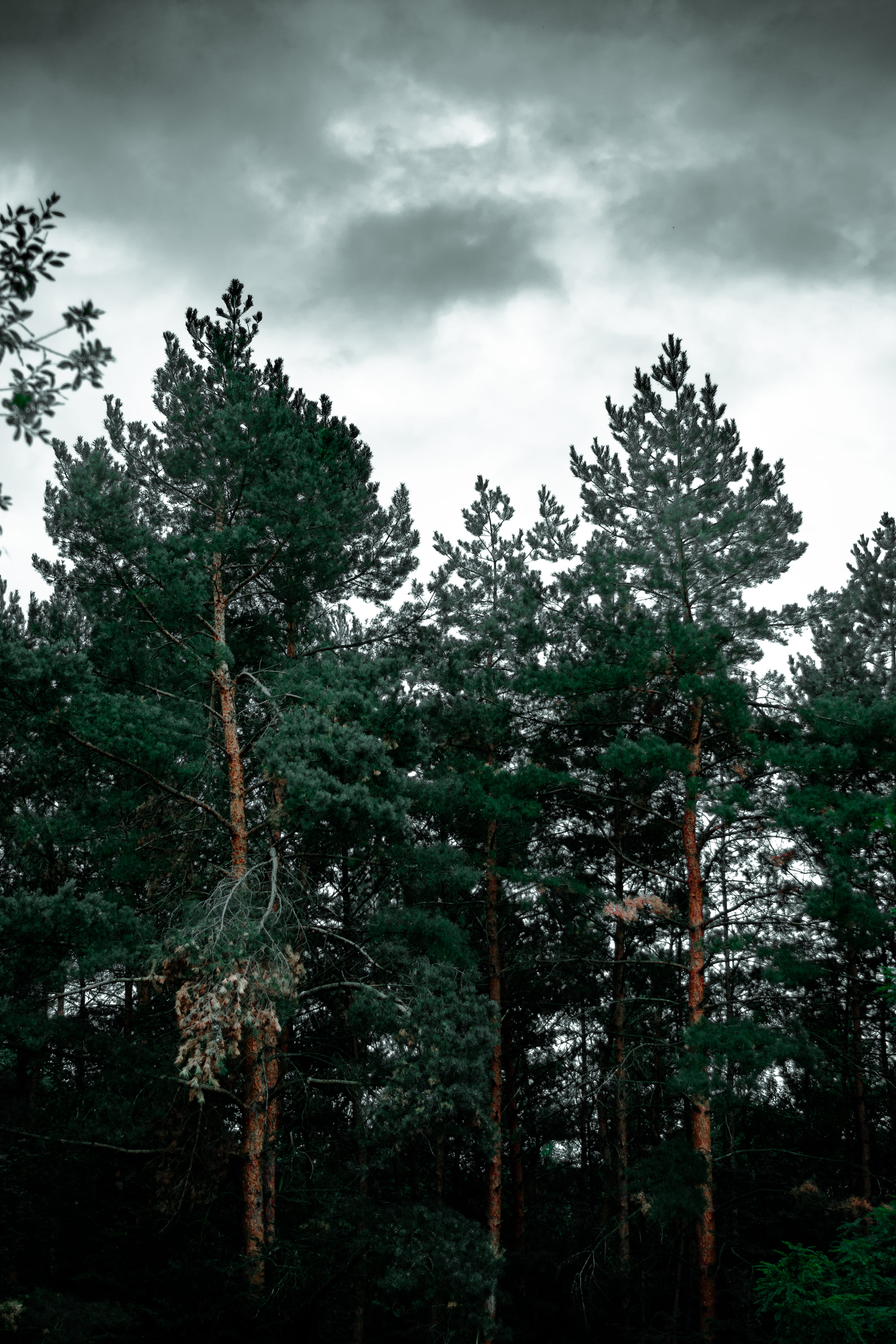 no people, forest, fir, tranquil scene, redwood, day, outdoors, abies, tree, cloud - sky, pine, flora, scenics - nature, spruce, green color, grove, nature, Phone HD Wallpaper