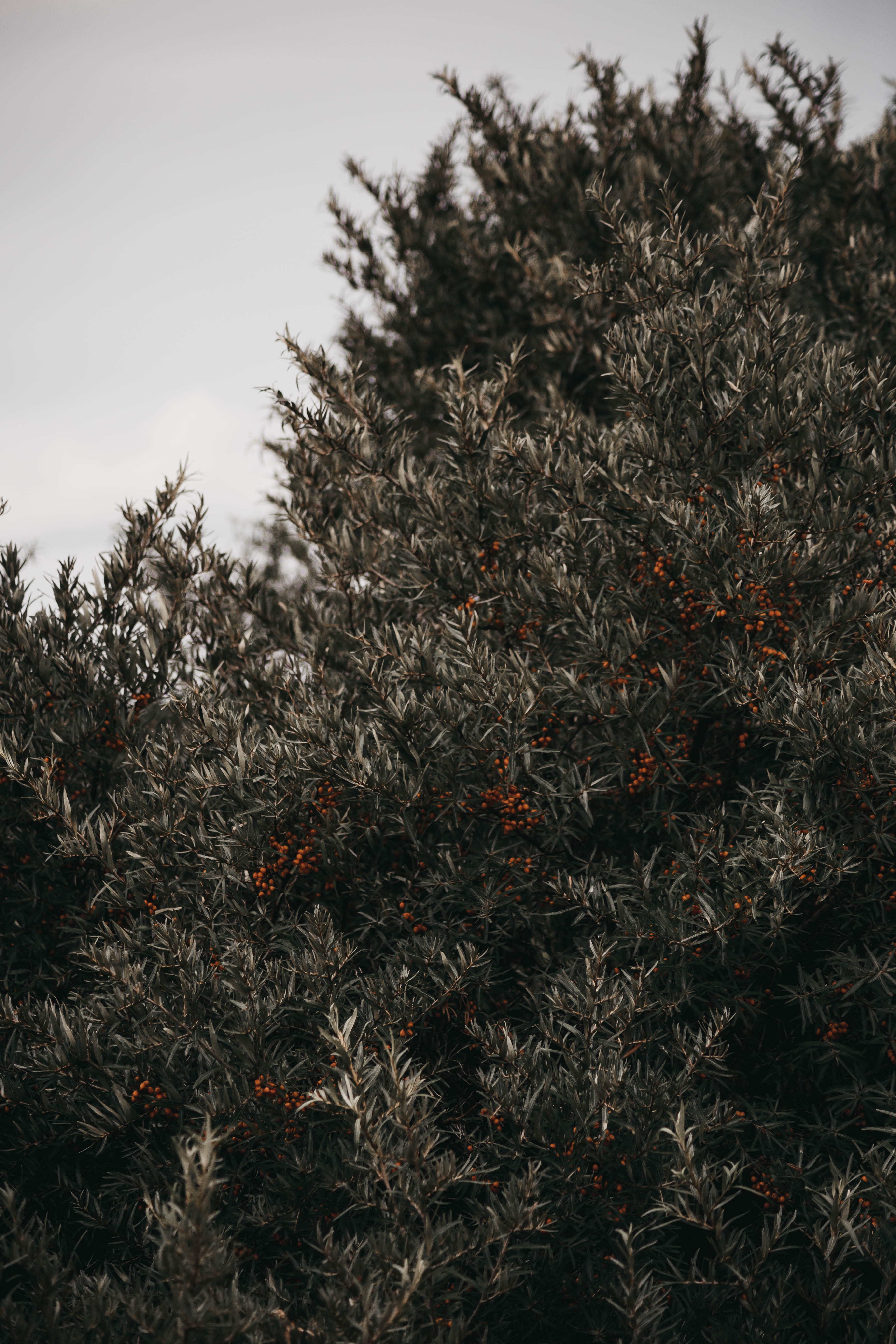 grey, pine, flowering plant, abies, landscape, freshness, conifer, tranquil scene, palm tree, land, ground, tranquility, field, close-up, growth, nature, Phone HD Wallpaper