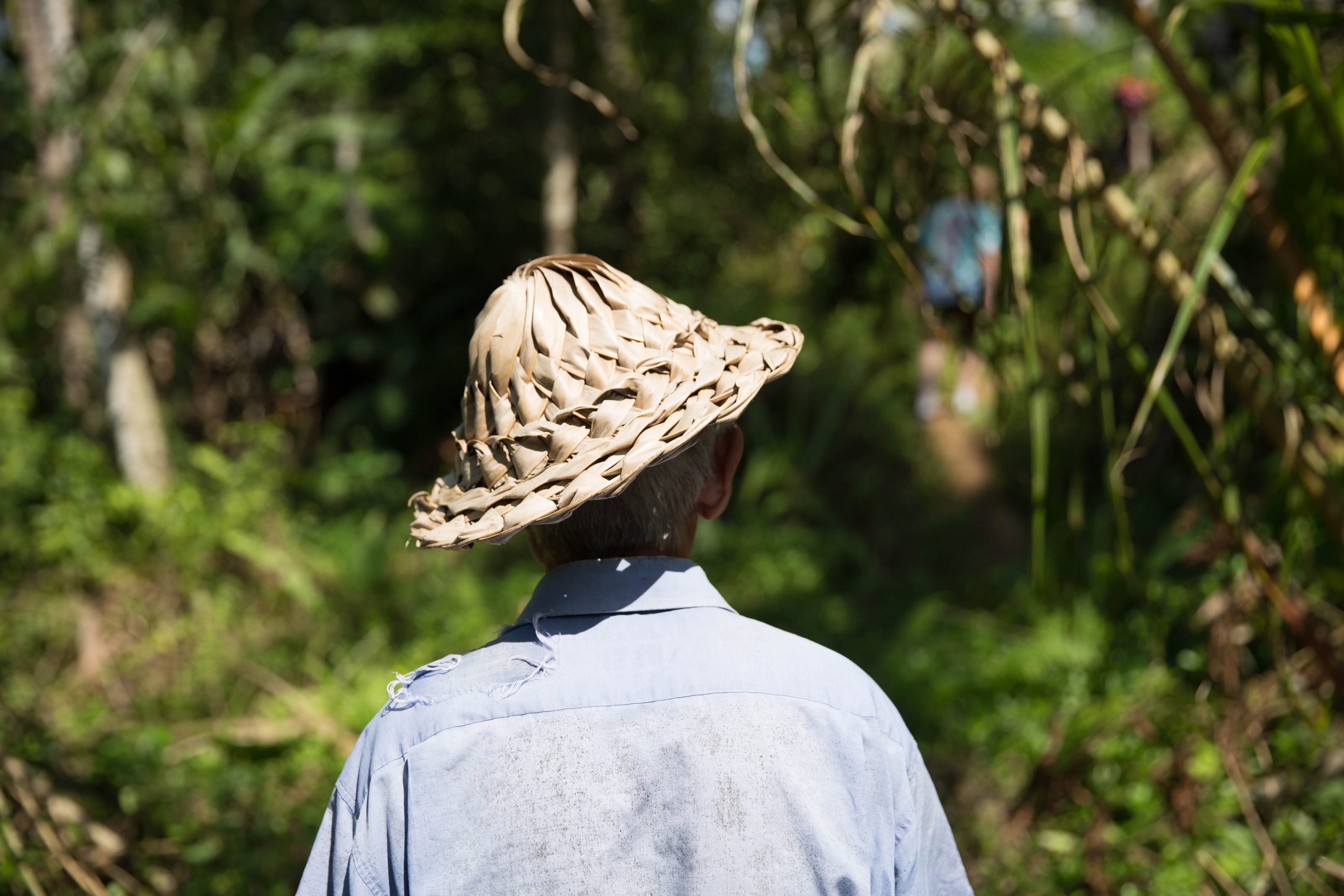 one person, portrait, forest, man, relax, straw hat, walking, outdoor, plant, leisure activity, sunlight, grey-haired, male, sun hat, adult, clothing, rear view, HD Wallpaper