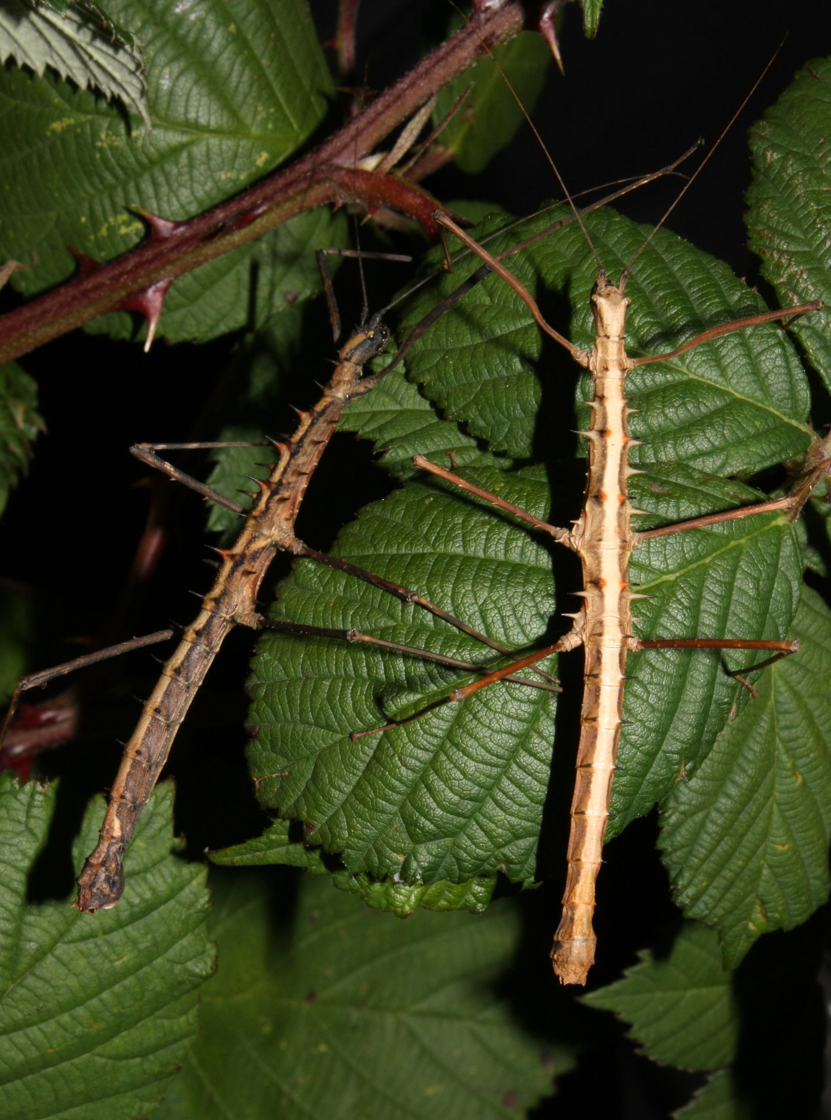 plant, growth, camouflage, 2K, fruit, leaf vein, polyacanthus, stick insect, no people, outdoors, acanthomenexenus, food and drink, tree, walking stick, Phone HD Wallpaper
