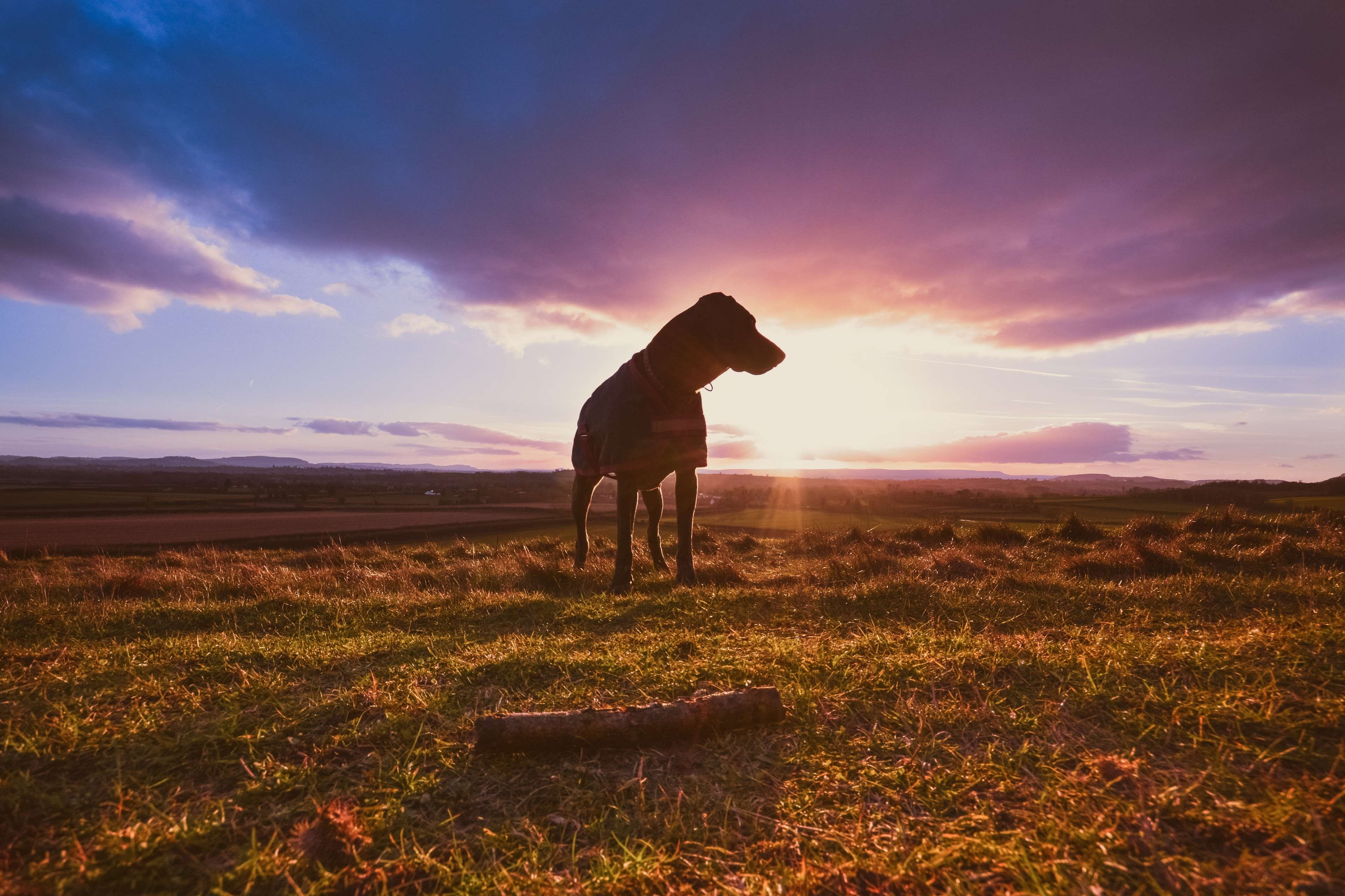 stick, sunset, silhouette, land, sky, one person, beauty in nature, one animal, mammal, full length, landscape, men, grass, environment, night, shadow, HD Wallpaper