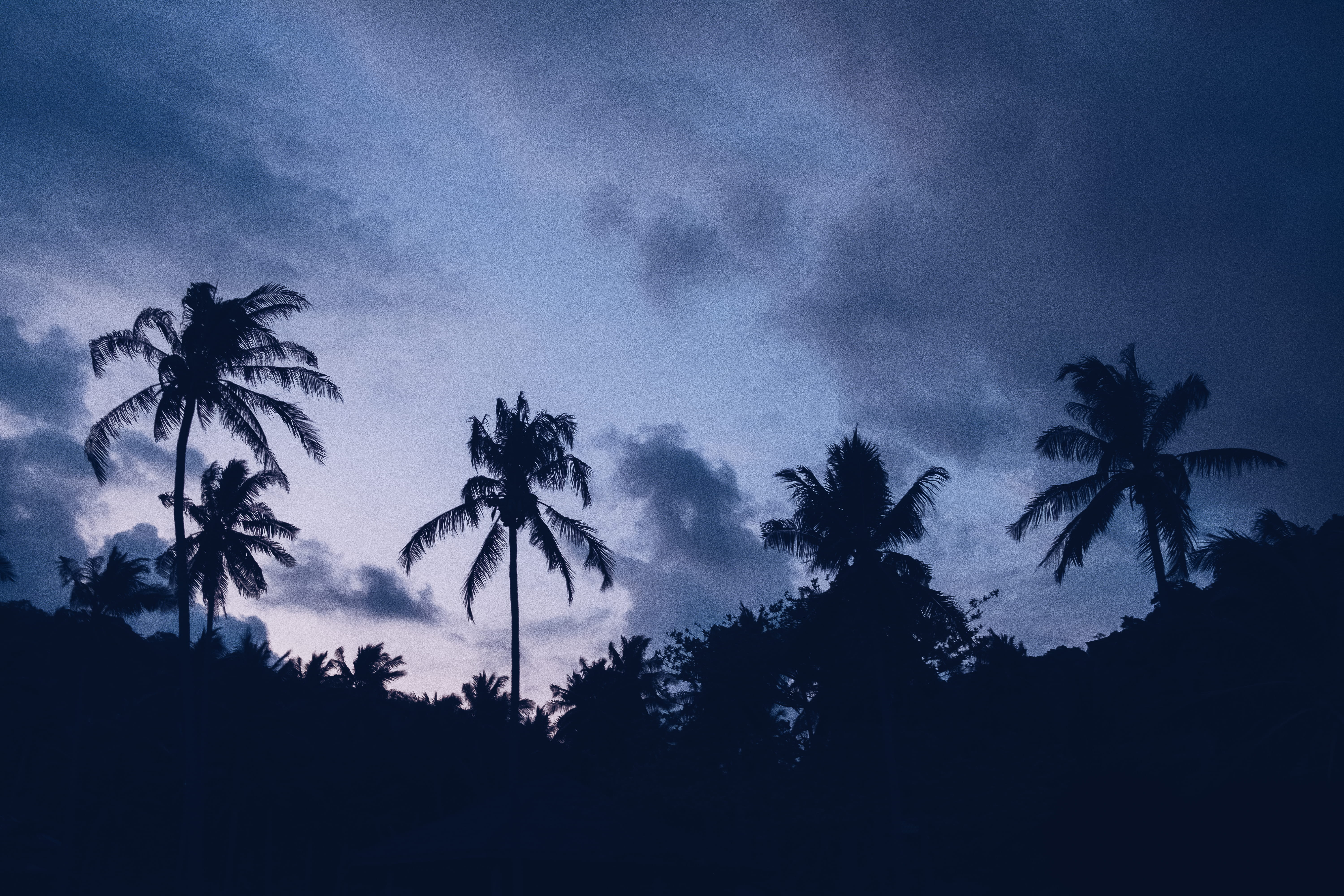silhouette, trees, palm, non-urban scene, scenics - nature, growth, 5K, sky, coconut palm tree, palm tree, cloud - sky, land, coconut, cloud, gray, forest, HD Wallpaper