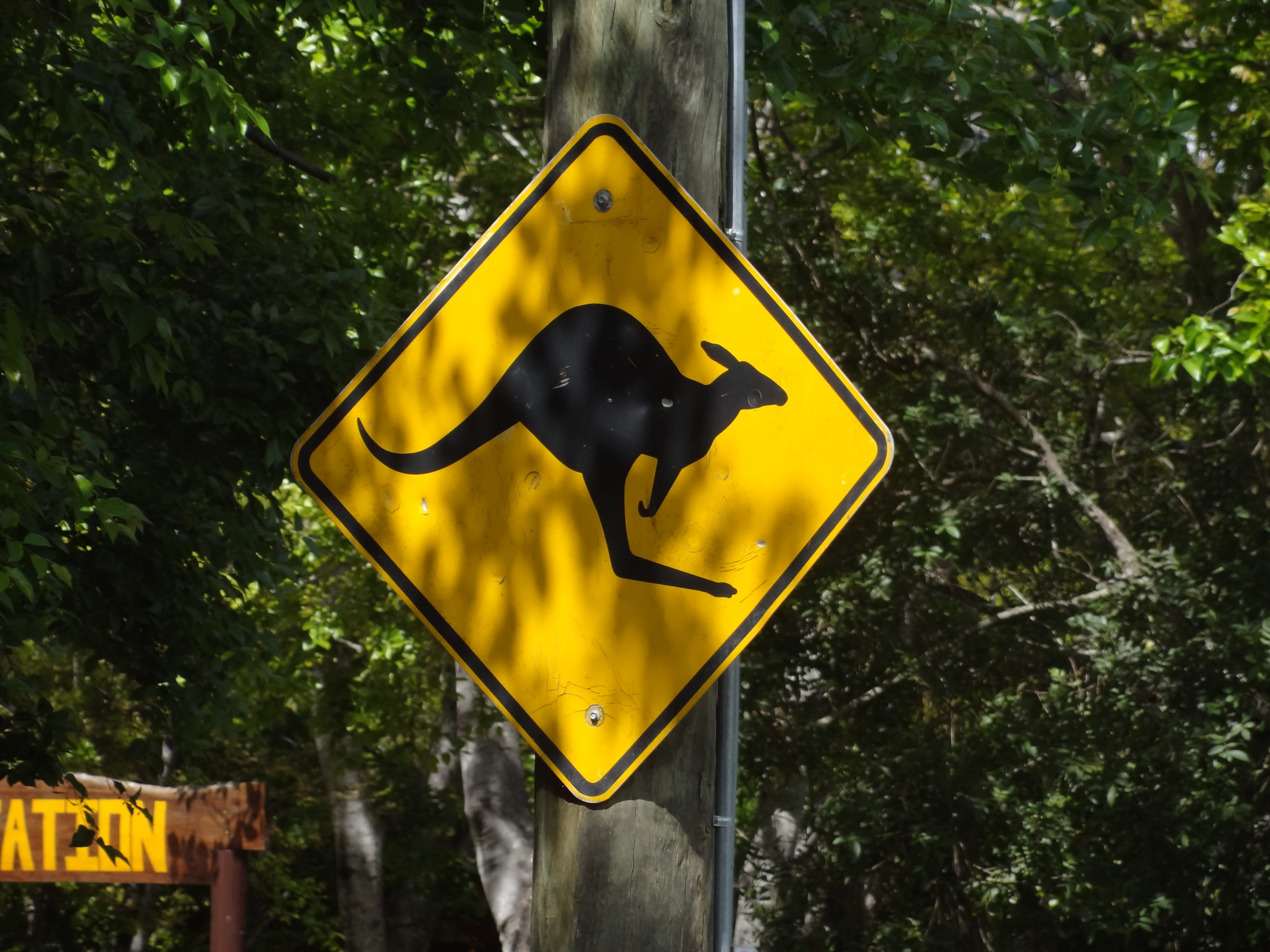 paradise lost, sign, yellow, tree, plant, low angle view, coffee, no people, nature, outdoors, road sign, symbol, focus on foreground, black color, mammal, HD Wallpaper