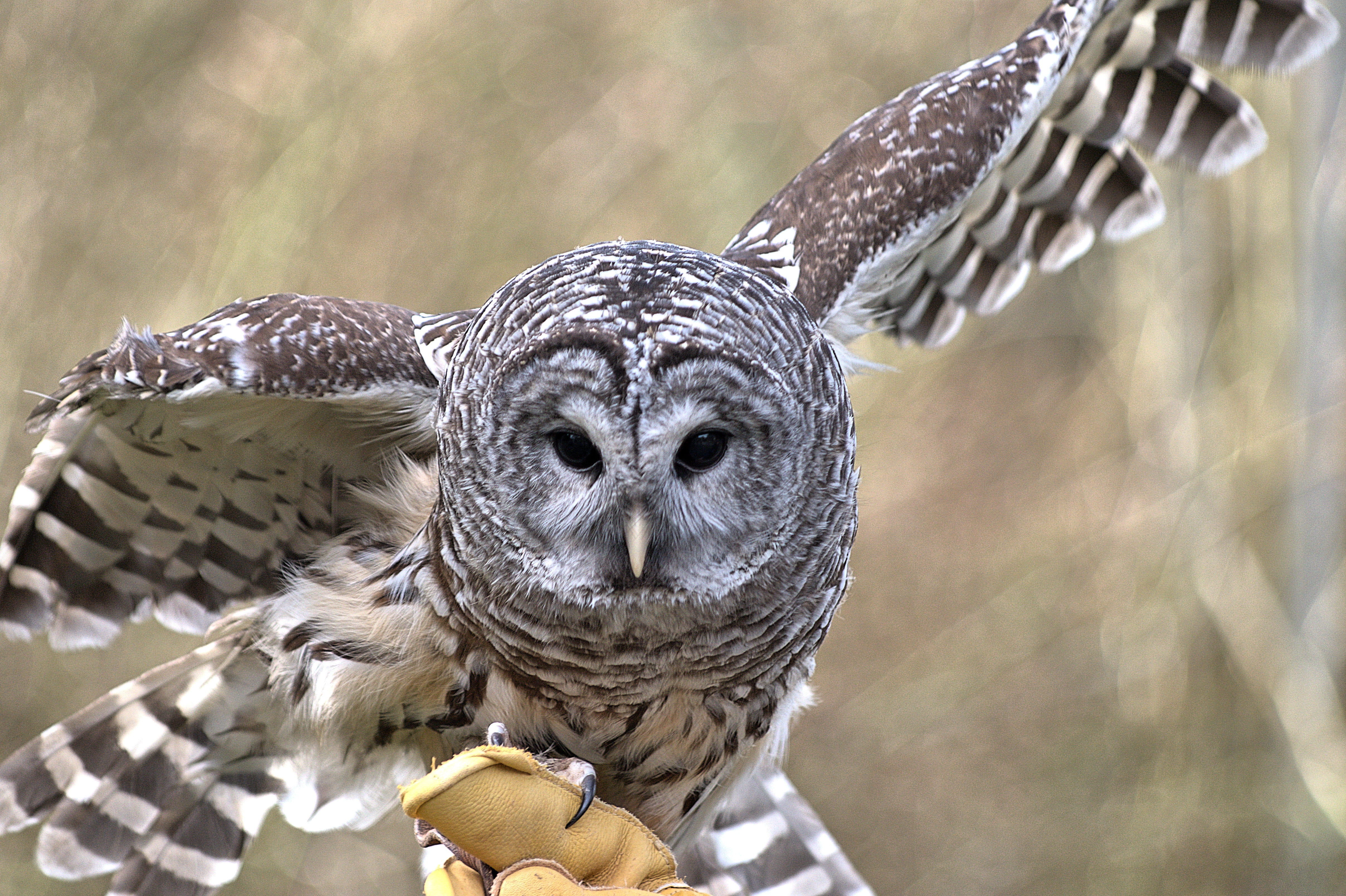 owl, one animal, animal wildlife, looking at camera, flying, animal, gray, bird, vertebrate, nature, focus on foreground, no people, bird of prey, close-up, HD Wallpaper