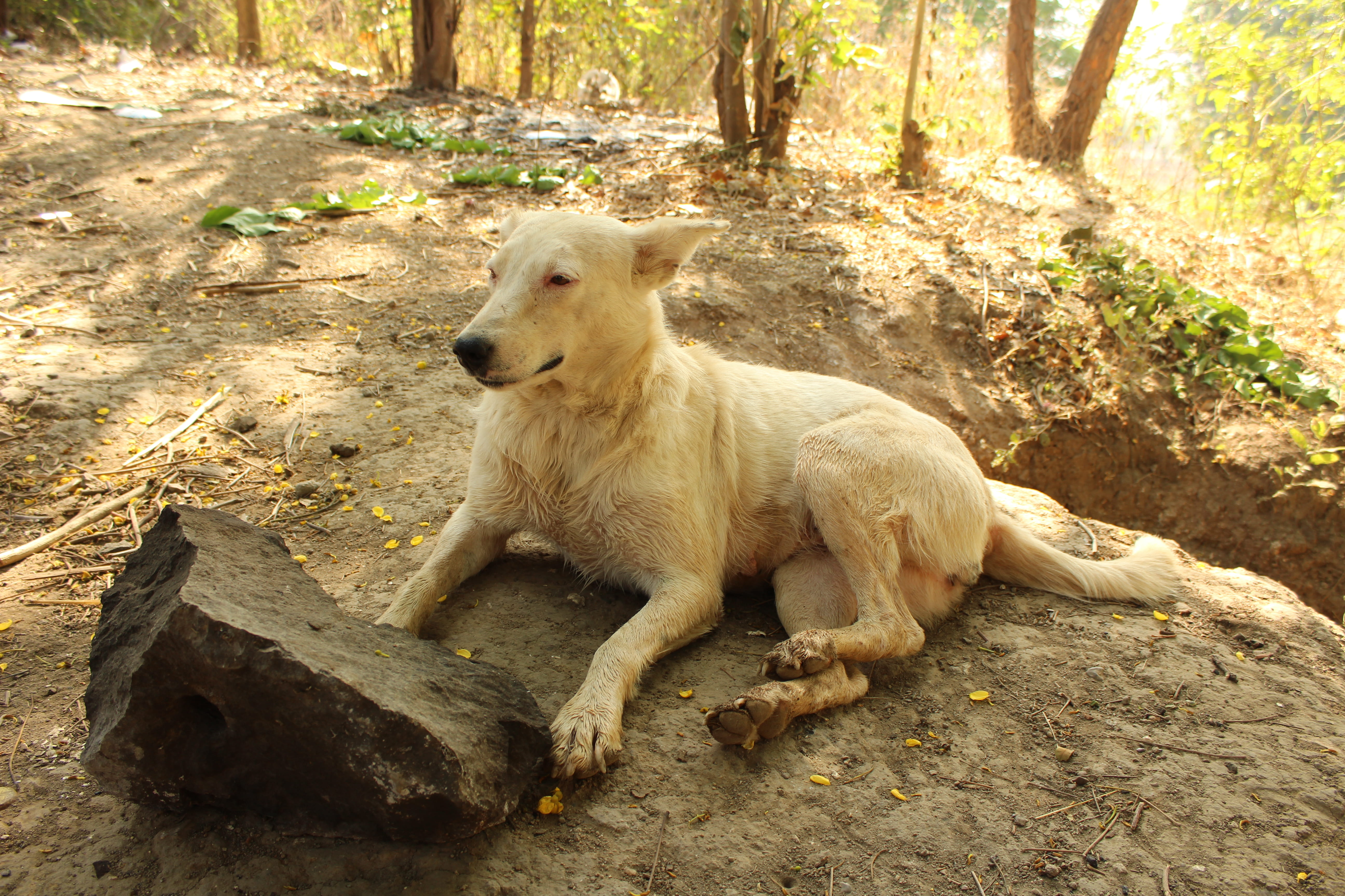 india, stray dog, domestic animal, one animal, plant, forest, animal themes, looking away, owe village, relaxation, dog, domestic animals, domestic, nature, HD Wallpaper