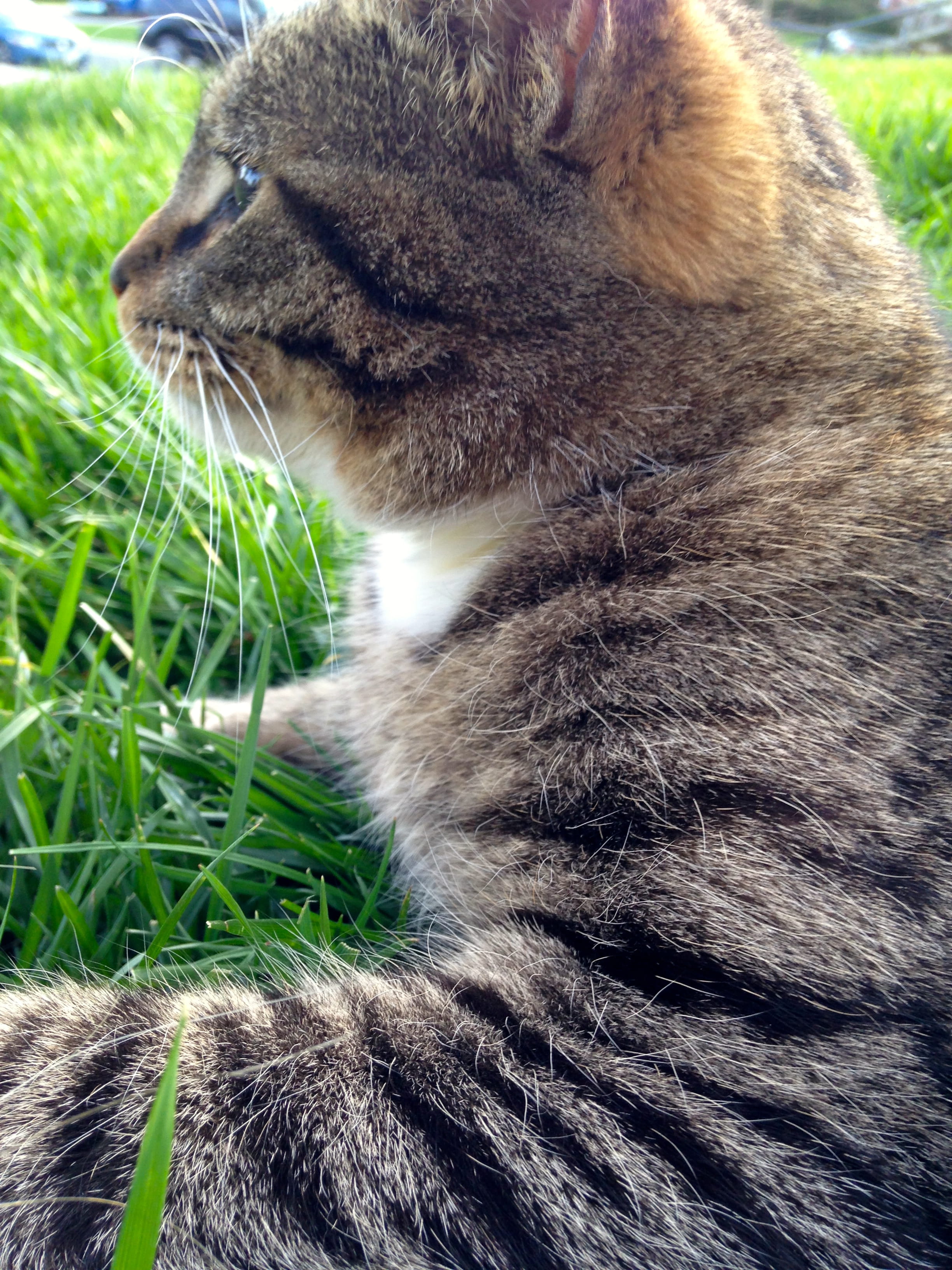 one animal, owings mills, feline, no people, grass, united states, plant, animal themes, whisker, looking, animal head, day, profile view, green color, Phone HD Wallpaper