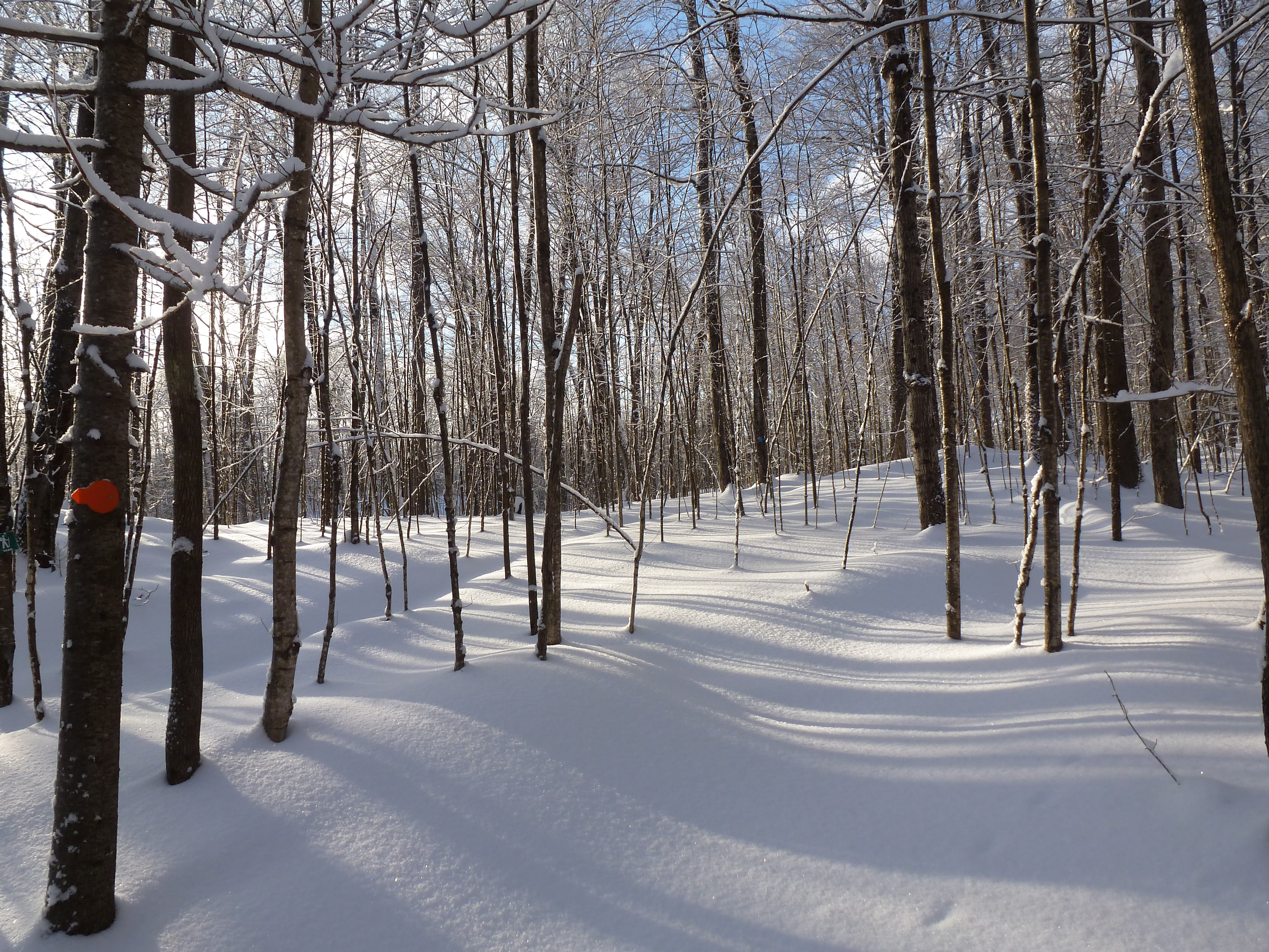 tree, haliburton, bare tree, forest, untouched, non-urban scene, woodland, outdoors, white, trail, shadows, cold temperature, tranquil scene, plant, scenics - nature, HD Wallpaper
