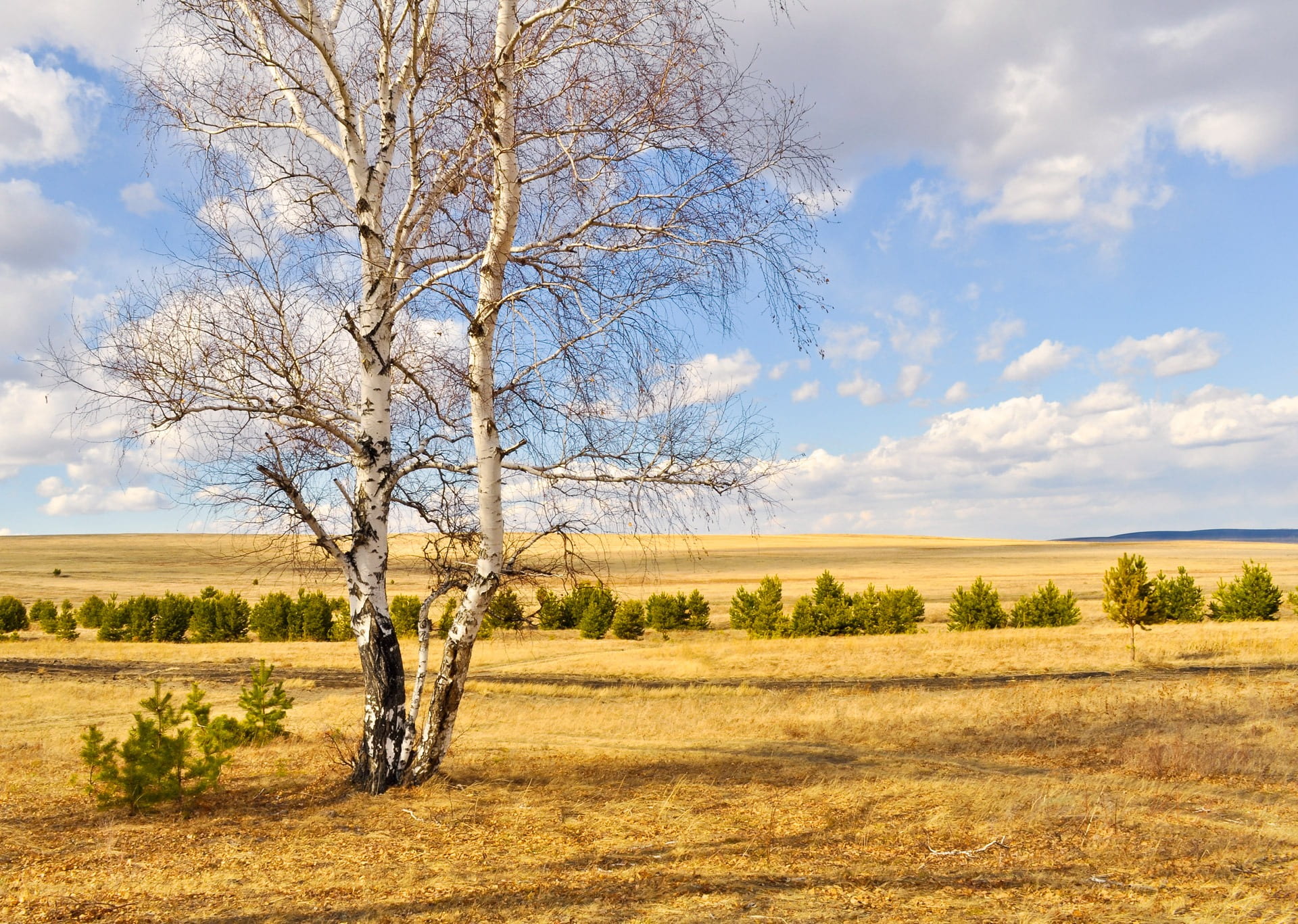 untouched, outdoor, scenics - nature, non-urban scene, leaves, rural scene, birch trees, landscape, tranquil scene, plant, grass, woodland, sunny, clouds, HD Wallpaper
