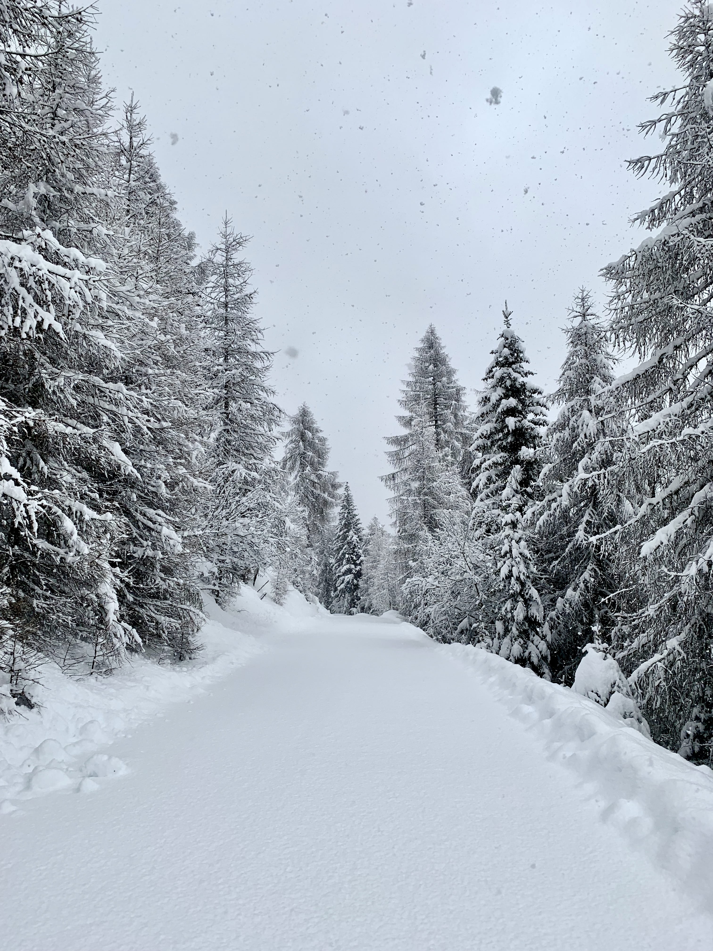 extreme weather, pine tree, beauty in nature, conifer, tree, 4K, forest, sky, outdoors, plant, snowfall, snowcapped mountain, fir, austria, ice, gemeinde mallnitz, Phone HD Wallpaper