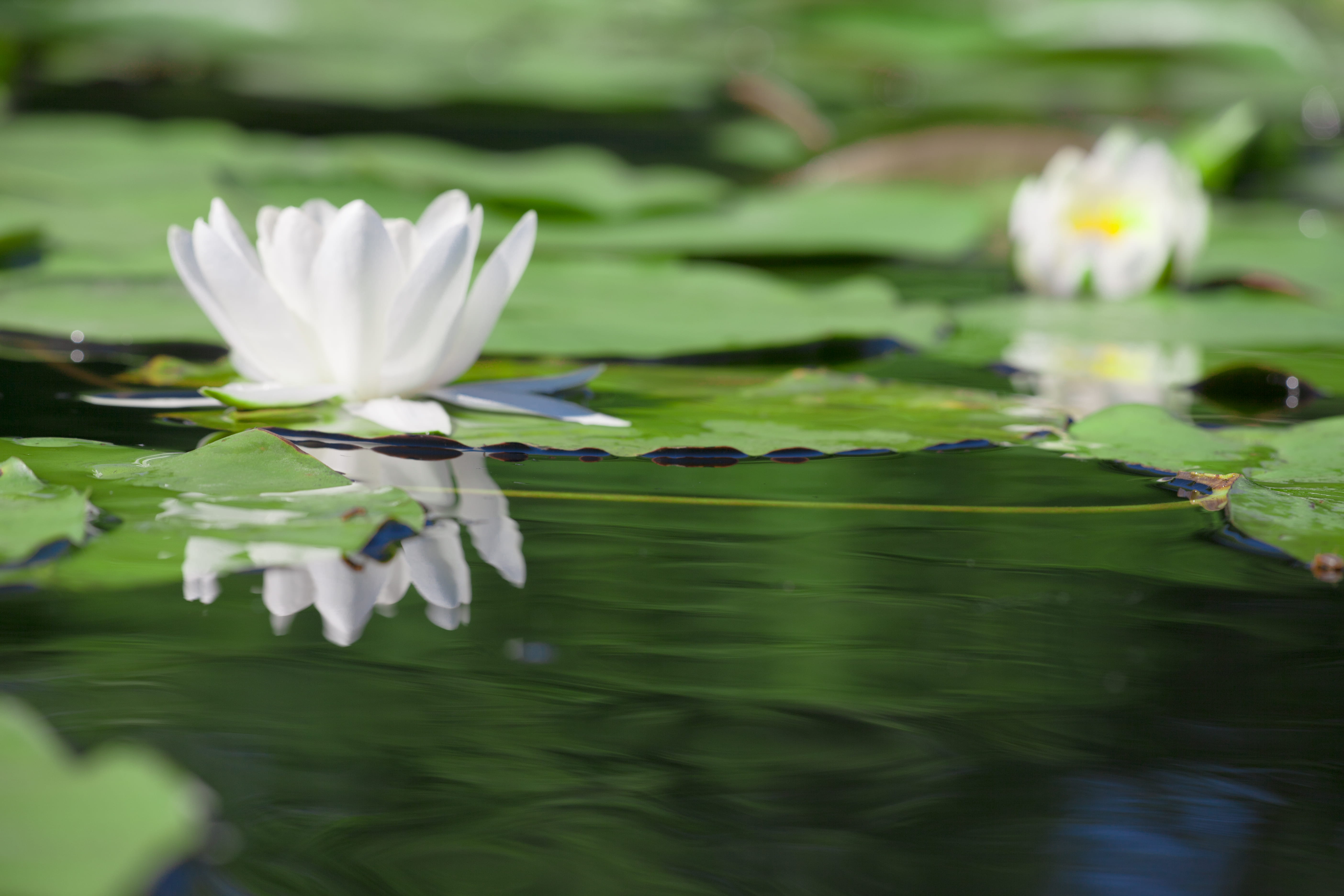 calm, untouched, floating, flower head, 5K, outdoor, summer, flower, fragility, tender, reflection, freshness, no people, pond, lotus water lily, purity, HD Wallpaper
