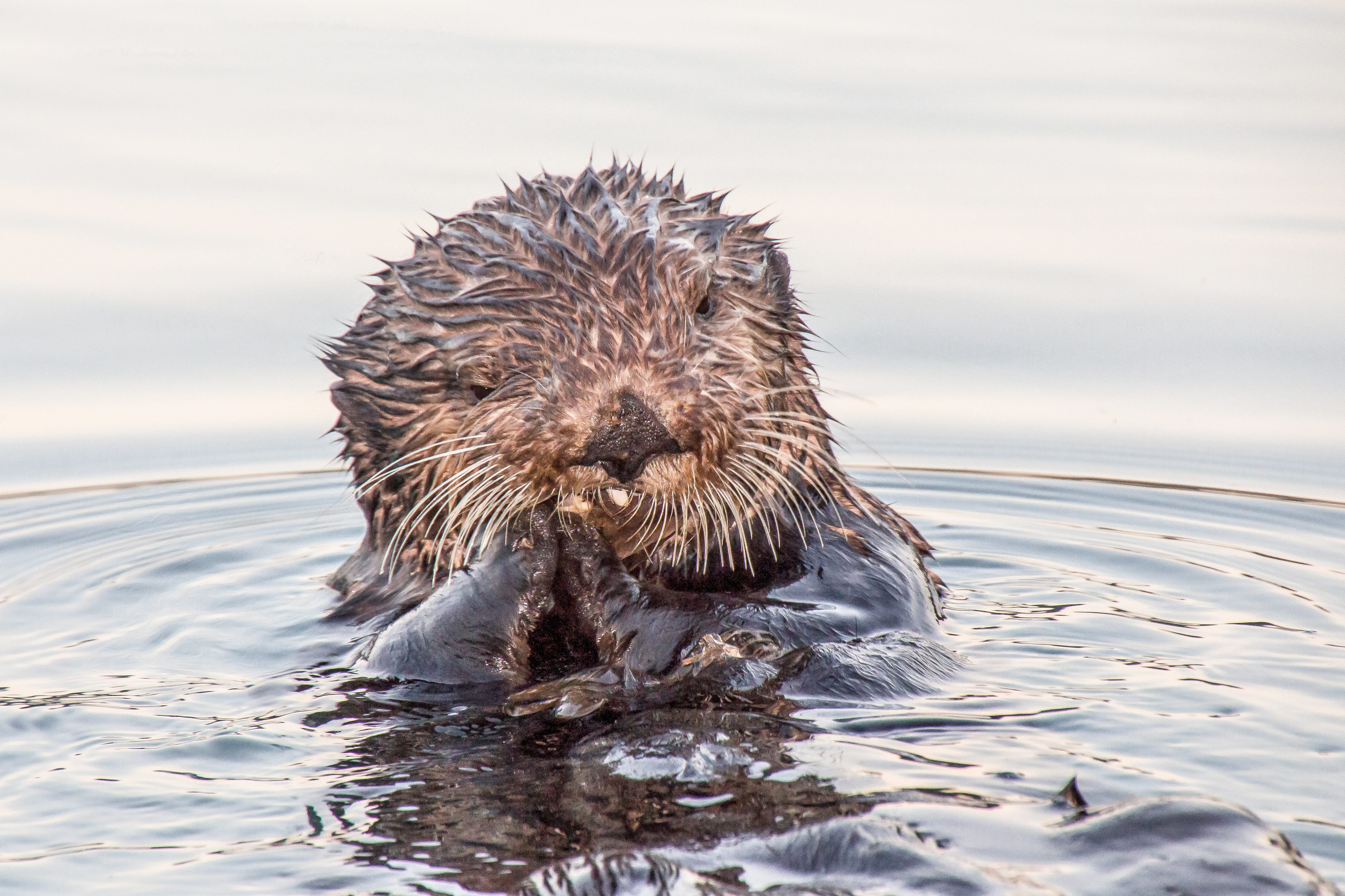adventure, brown, head, swimming, animal world, alaska, canusa, outdoors, untouched nature, creature, sea, experience, floating on water, animals in the wild, HD Wallpaper