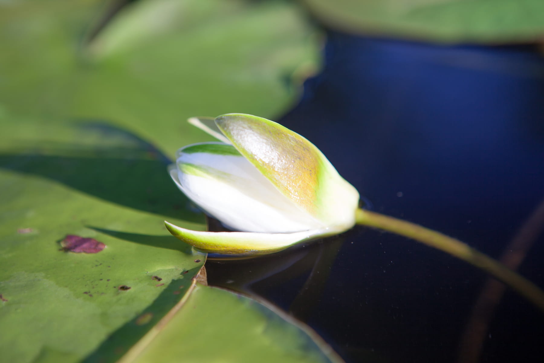 green color, fragility, calm, tender, vulnerability, outdoor, summer, water, petal, lily, plant part, beauty in nature, 720P, no people, floating on water, HD Wallpaper