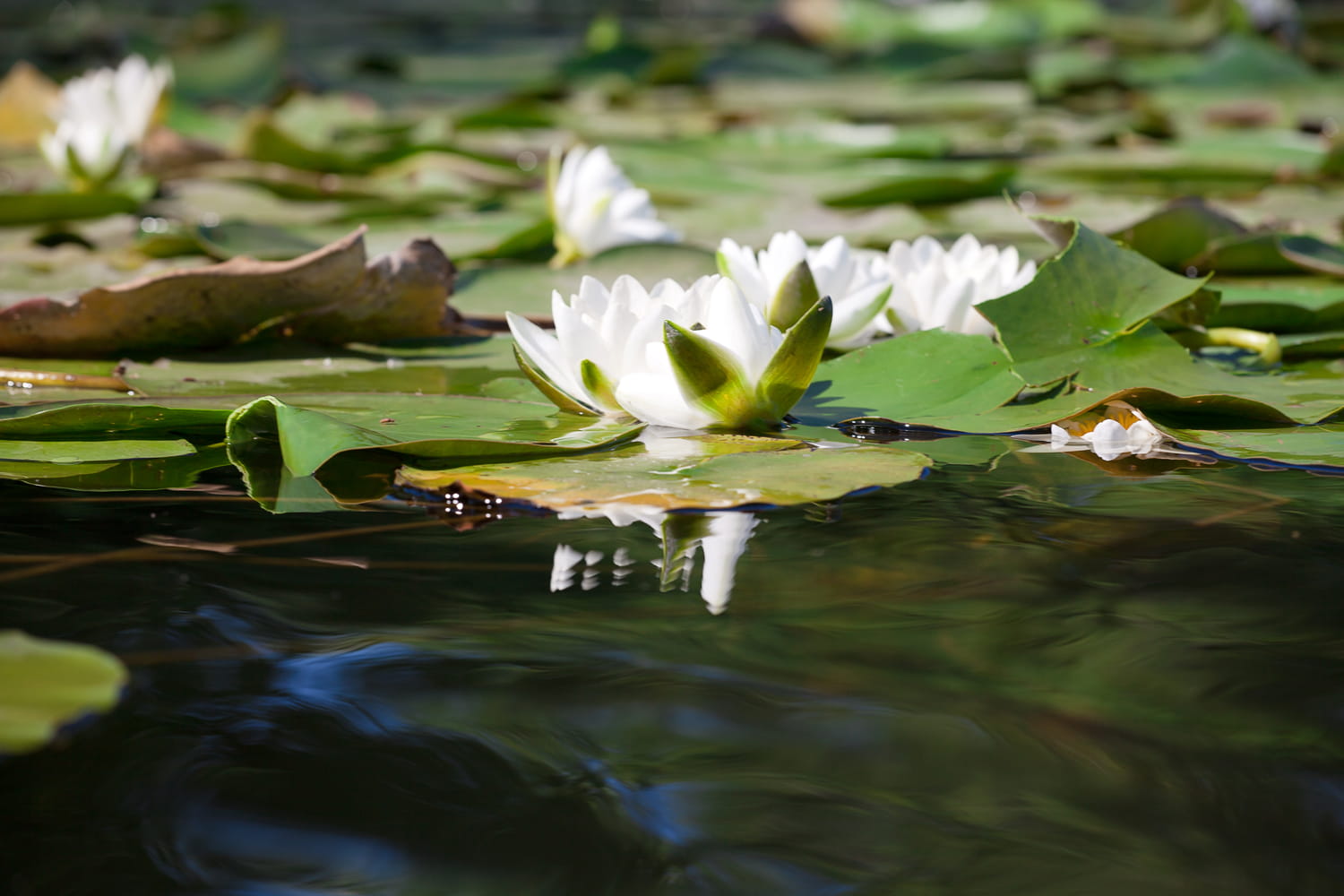 close-up, summer, freshness, nature, clean, pond, floating on water, tender, flowering plant, outdoor, lily, calm, water, untouched, lotus water lily, day, HD Wallpaper