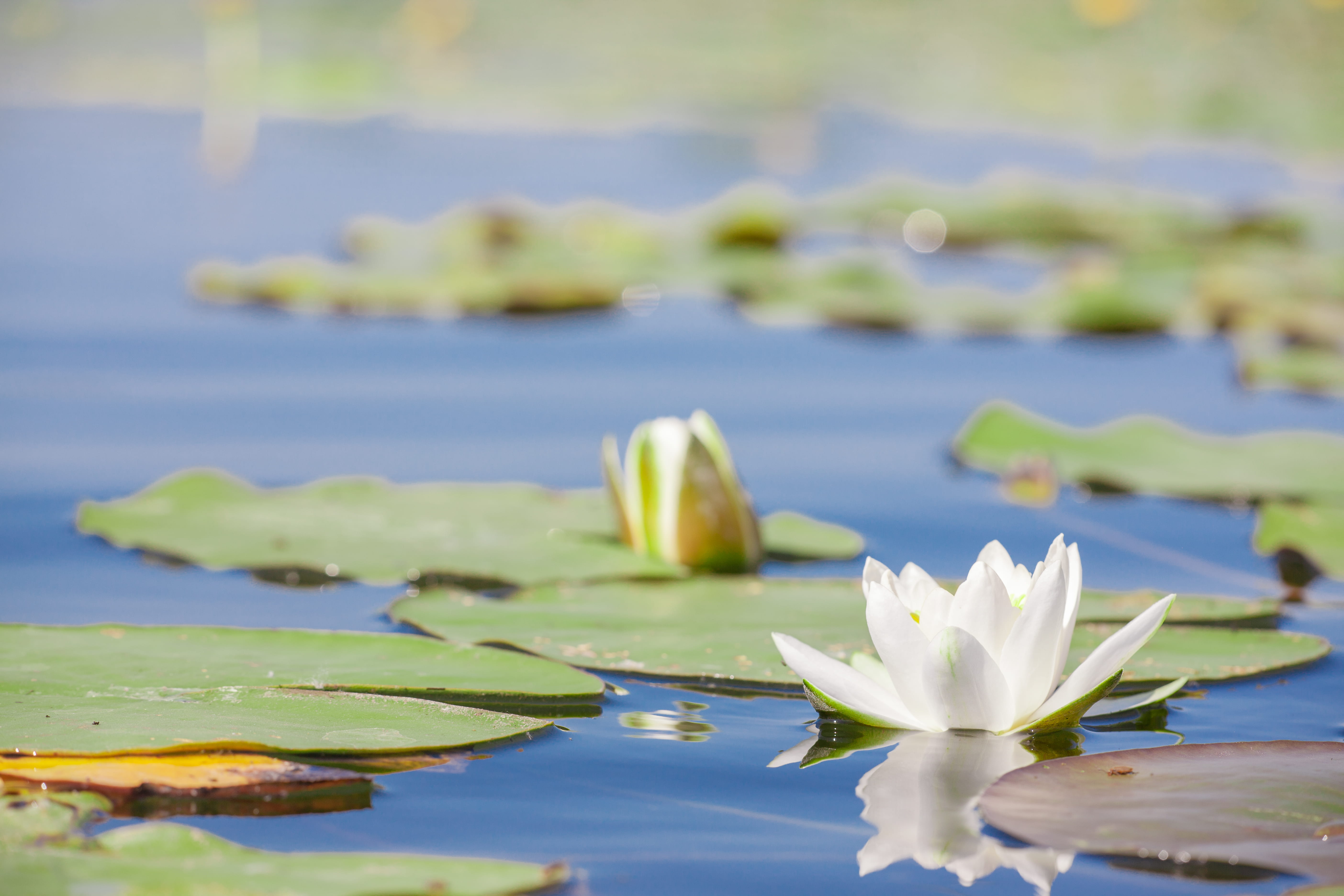 plant, pond, vulnerability, nature, flower, lake, flowering plant, close-up, leaf, floating on water, focus on foreground, floating, 5K, water lily, leaves, HD Wallpaper