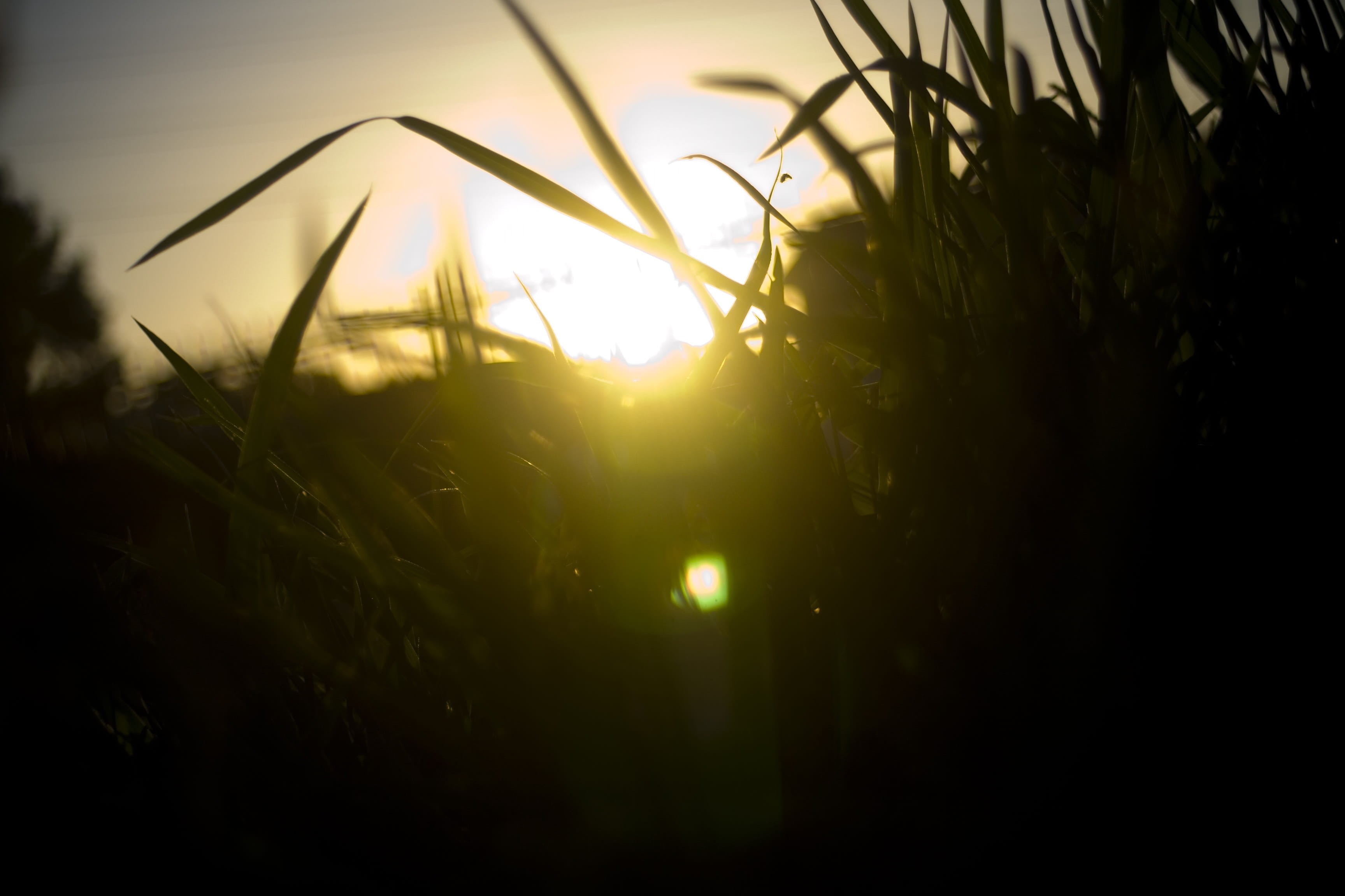 land, plant, blade of grass, mowing, 2K, weeds, sky, lawn, beauty in nature, grass, tranquility, sunset, growth, nature, agriculture, bright, dark, photography, HD Wallpaper