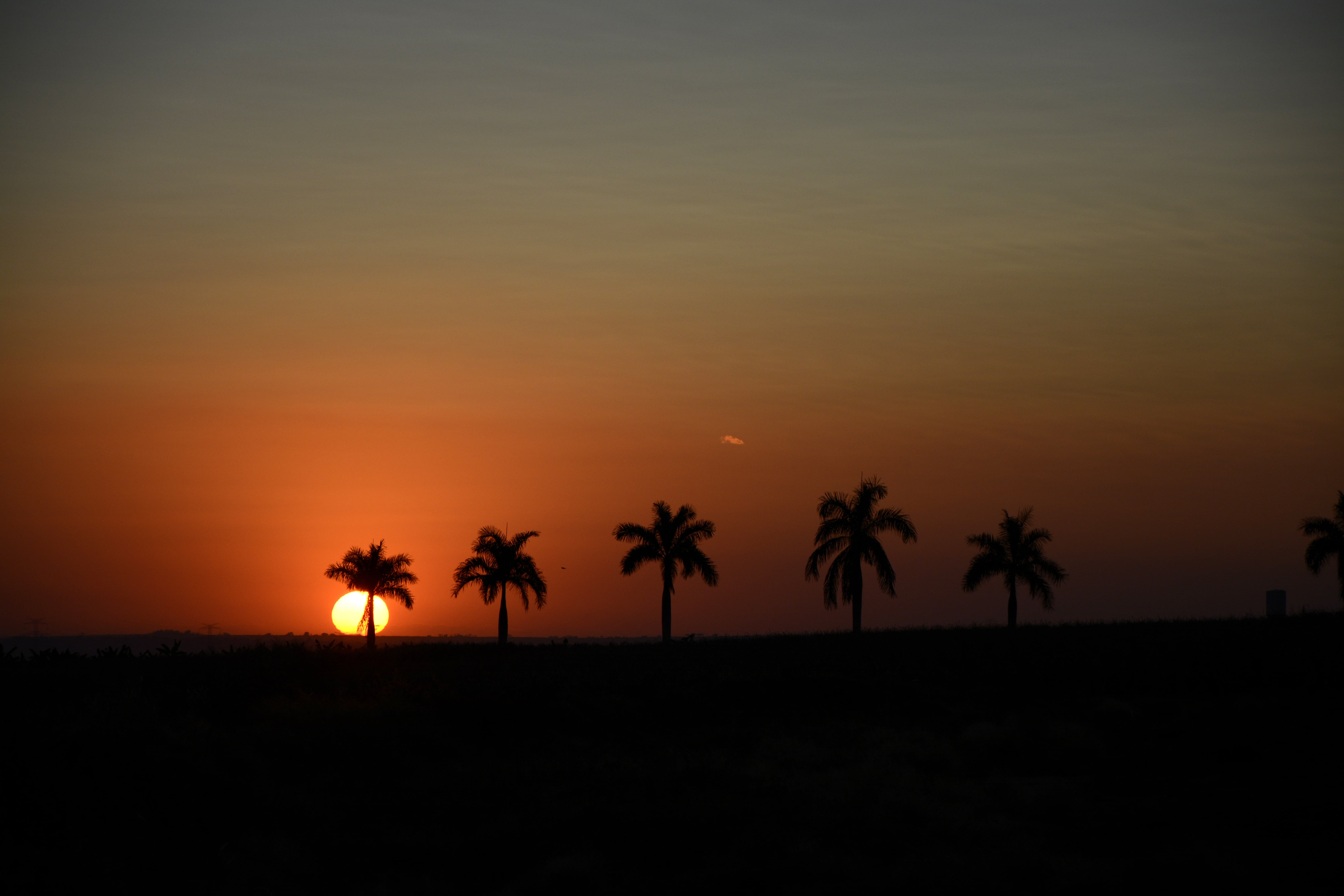 sky, silhouette, sunset, sun, water, coconut tree, tropical Climate, twilight, outdoors, tree, landscape, palm Tree, plant, tranquility, beach, no people, HD Wallpaper