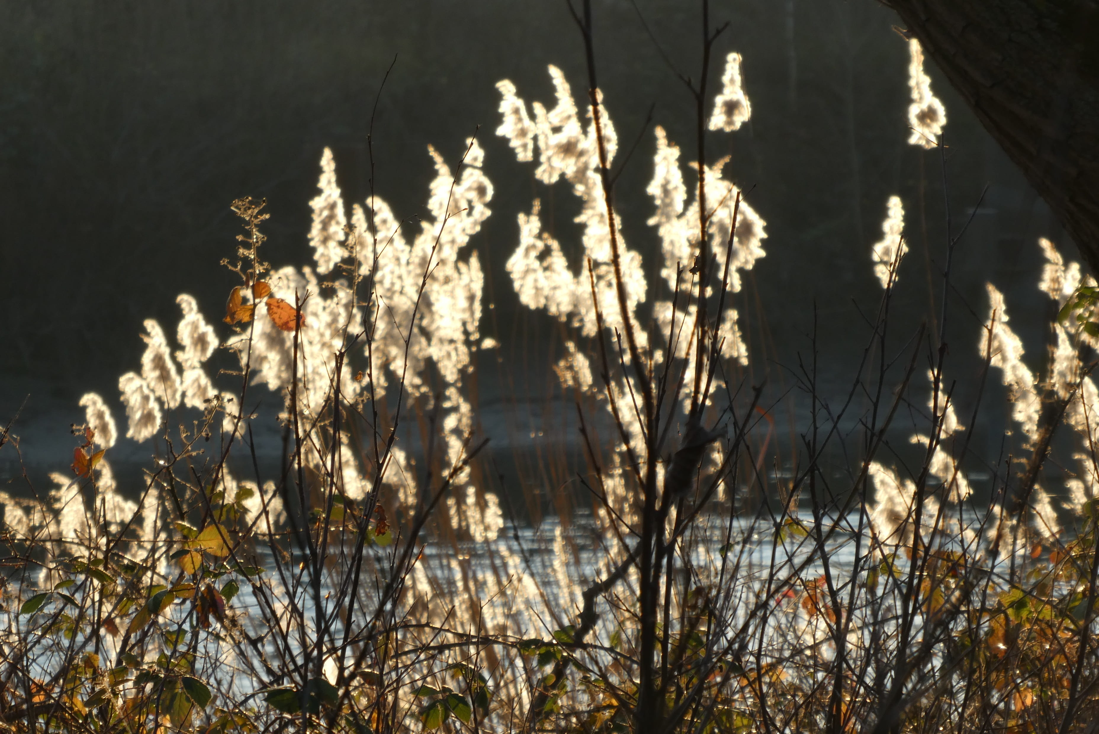 sun, no people, winter, ditch, branch, tranquility, sunlight, vulnerability, growth, tree, land, against light, flower, fragility, reed, flowering plant, HD Wallpaper