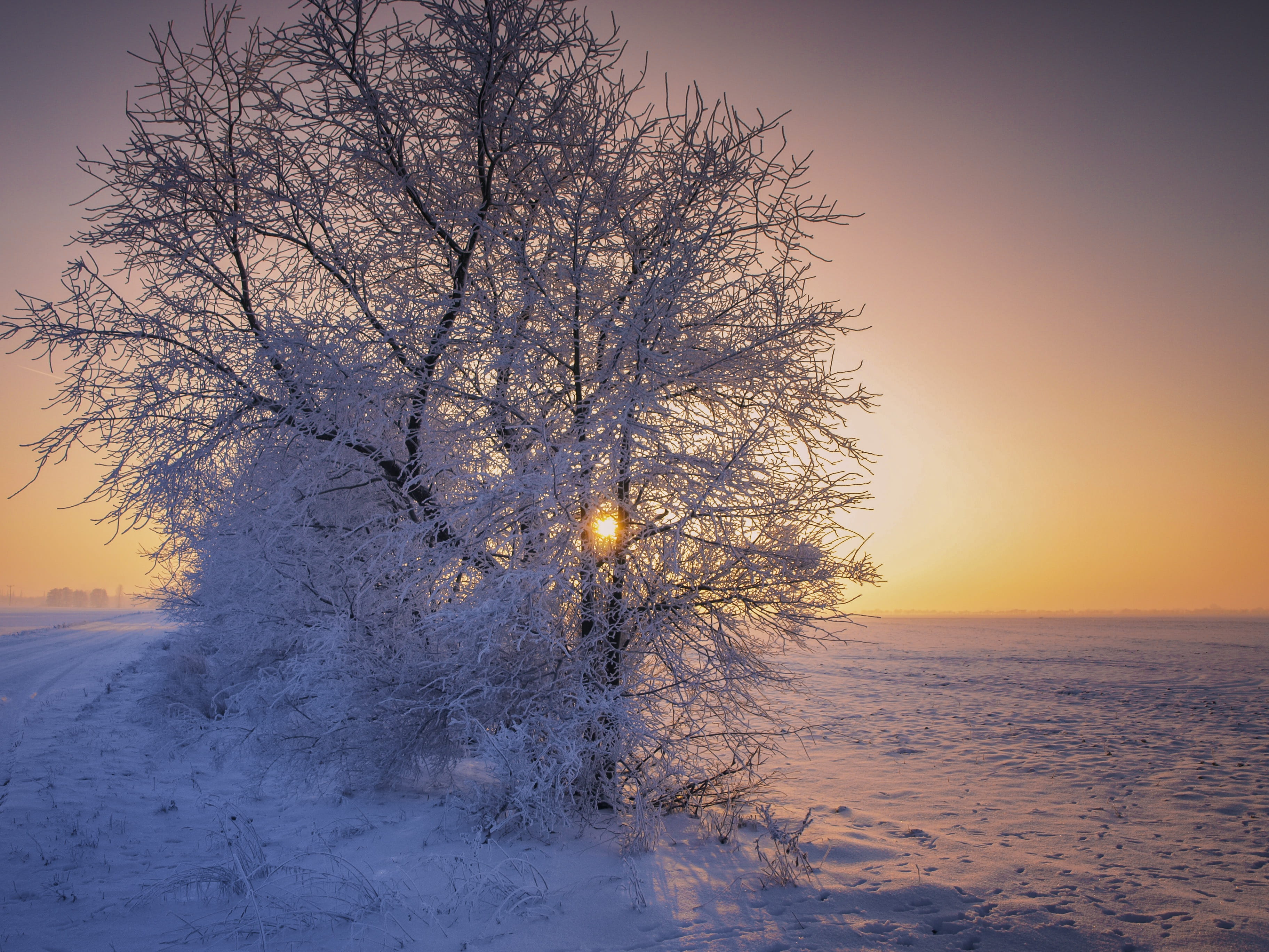 bare tree, light, outdoors, Snow, Landscape, scenics - nature, nature, tree, no people, cold temperature, Winter, back light, environment, sky, snowy, winter dream, HD Wallpaper