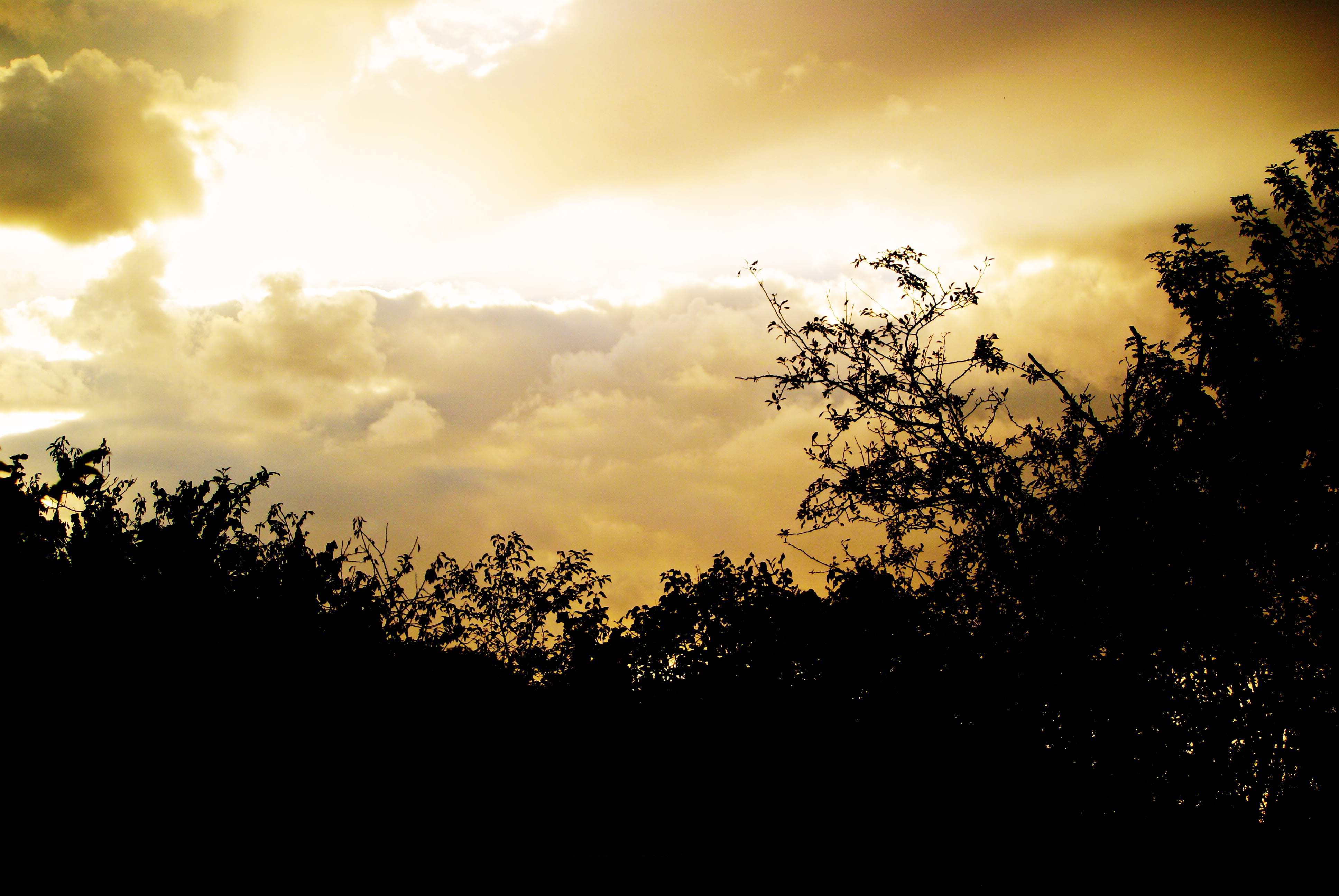 tree, no people, beauty in nature, scenics - nature, sunset, cloud - sky, clouds, light, nature, tranquil scene, against day, shades, tranquility, sky, HD Wallpaper