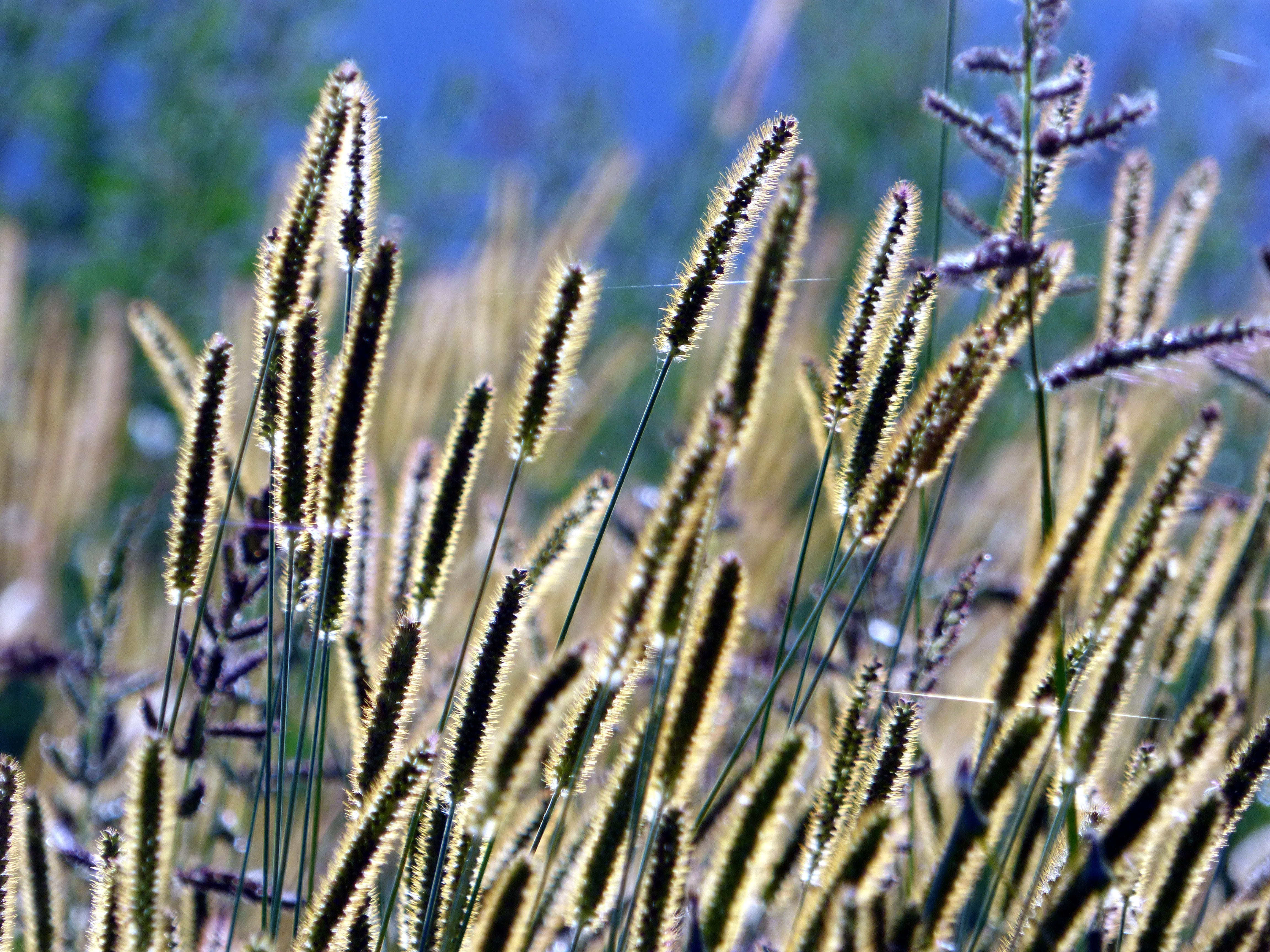 against the light, nature, growth, landscape, flower, oat - crop, coniferous tree, sky, green, summer, sun, crop, selective focus, no people, cereal plant, HD Wallpaper