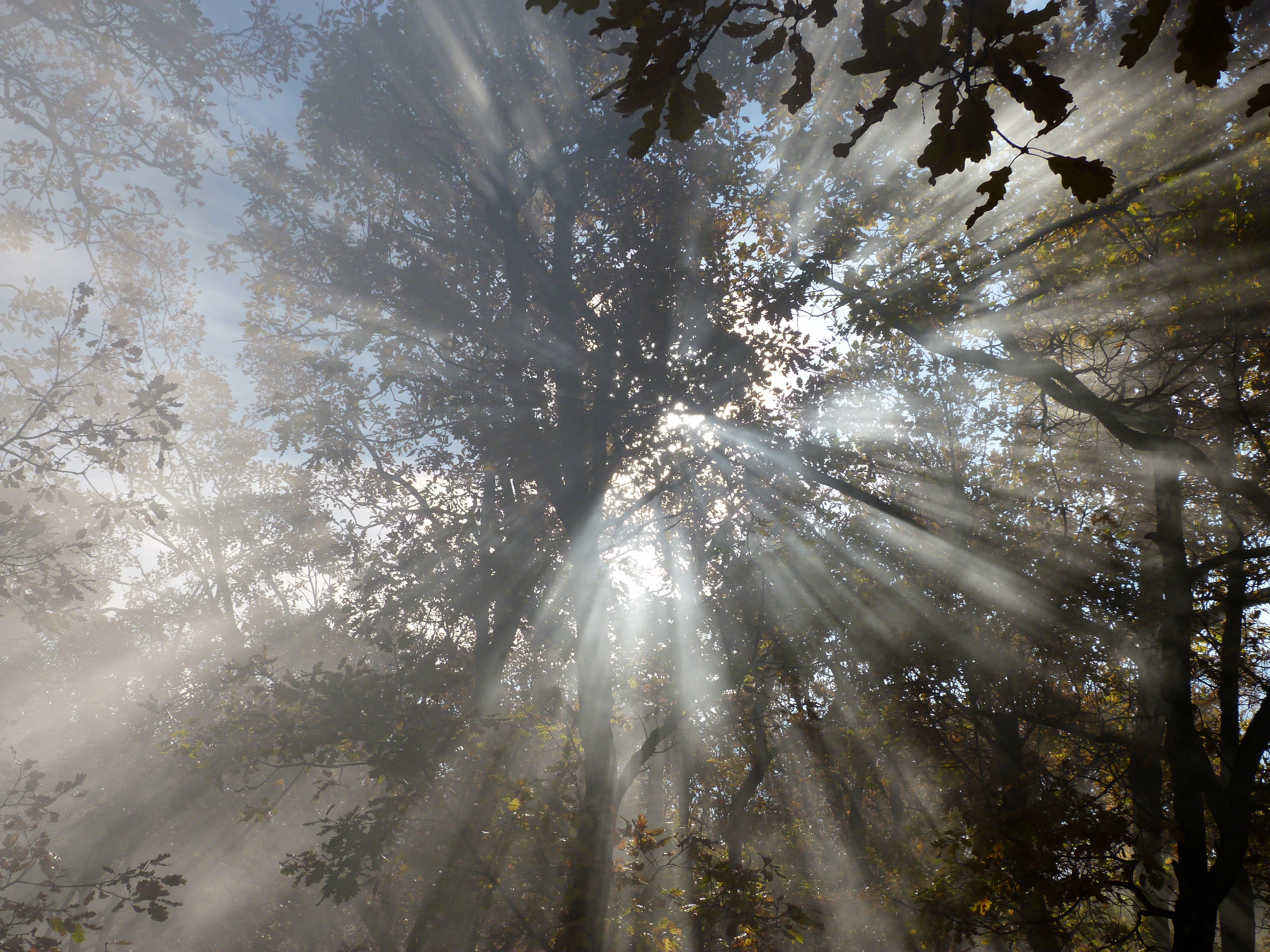 outdoors, scenics - nature, backgrounds, foliage, lens flare, sky, trunk, growth, sunlight, tree canopy, mist, low angle view, day, bright, no people, branch, HD Wallpaper